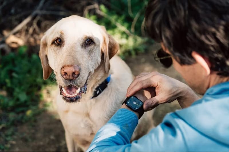 Fi Series 3 Plus: Smart Dog Collar with Smartwatch Integration Enhances Pet Monitoring