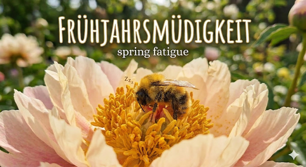 The Spring Fatigue: A Lesson in Primal Honesty