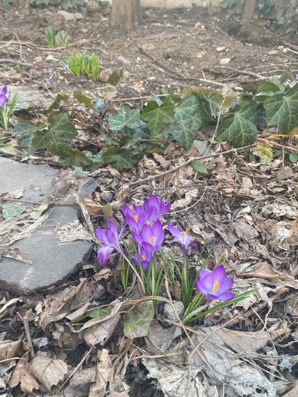 A Spring Ritual: Invoking Joyful Gratitude