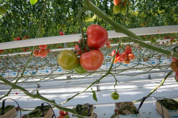 Томатный блеф: форензик-аудит тарифного убийства и фитосанитарной уязвимости армянских теплиц