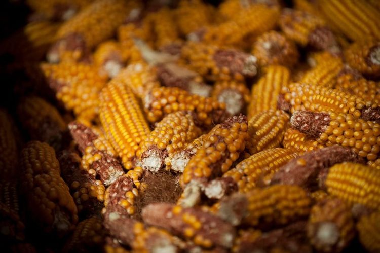 US Corn Production Expected to Decline, But Exports to Rise Amidst Global Shifts
