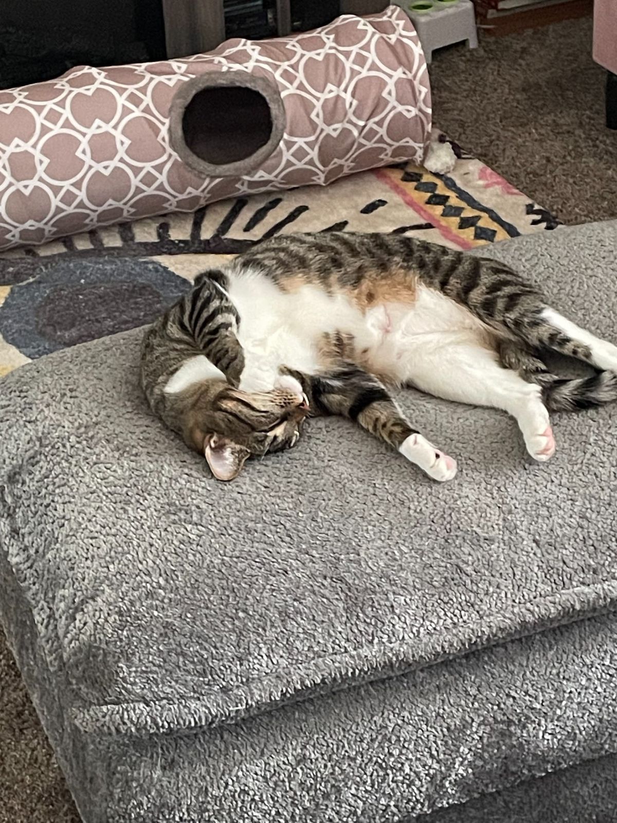 Rachel stretched out and completely relaxed on a soft cat bed.