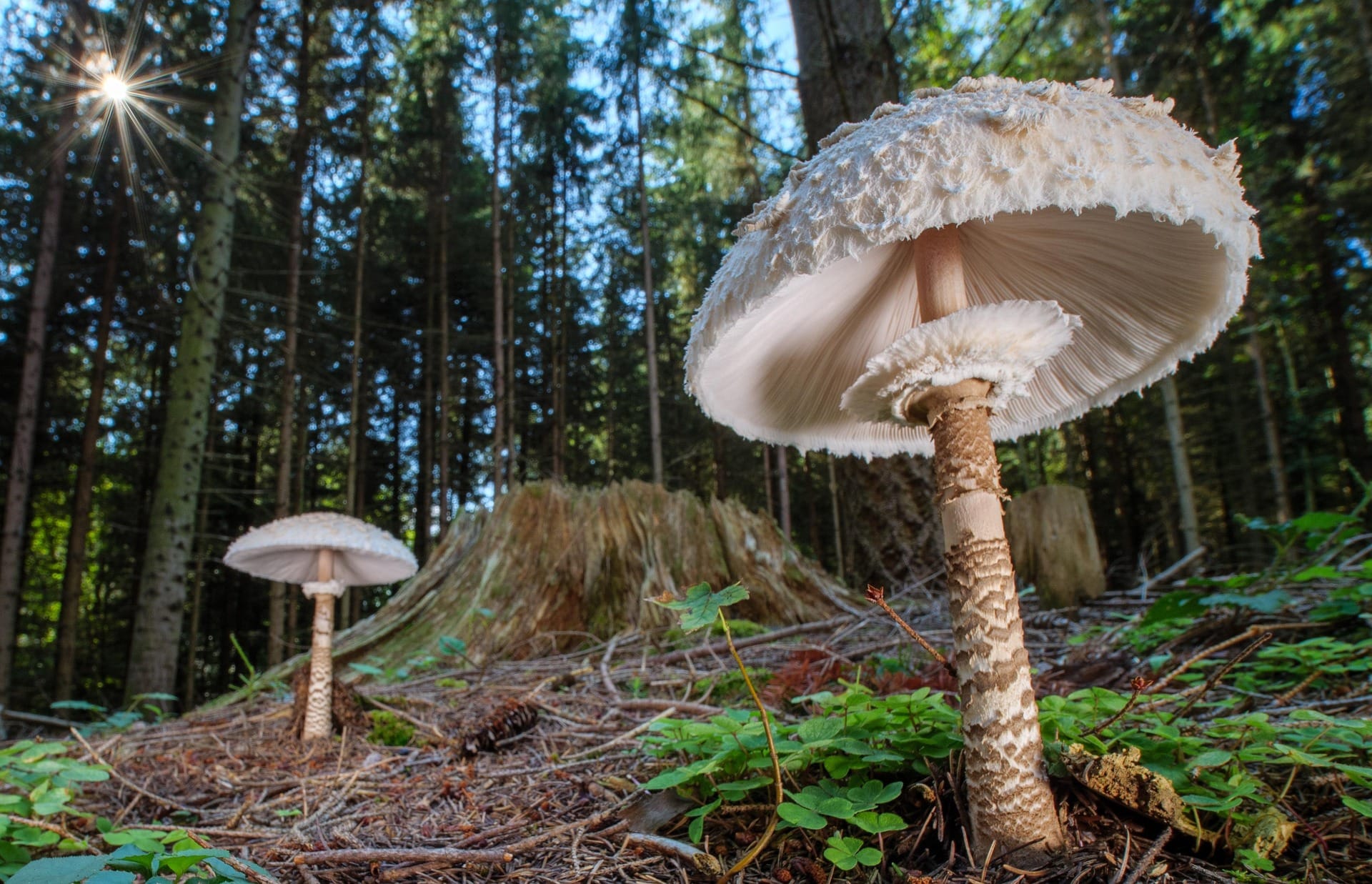 A photograph of some large white mushrooms growing up from a forest floor.