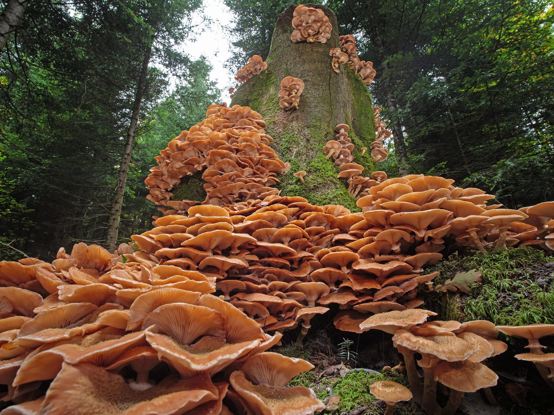 A photograph of a collection of tan colored fungi growing up a tree.
