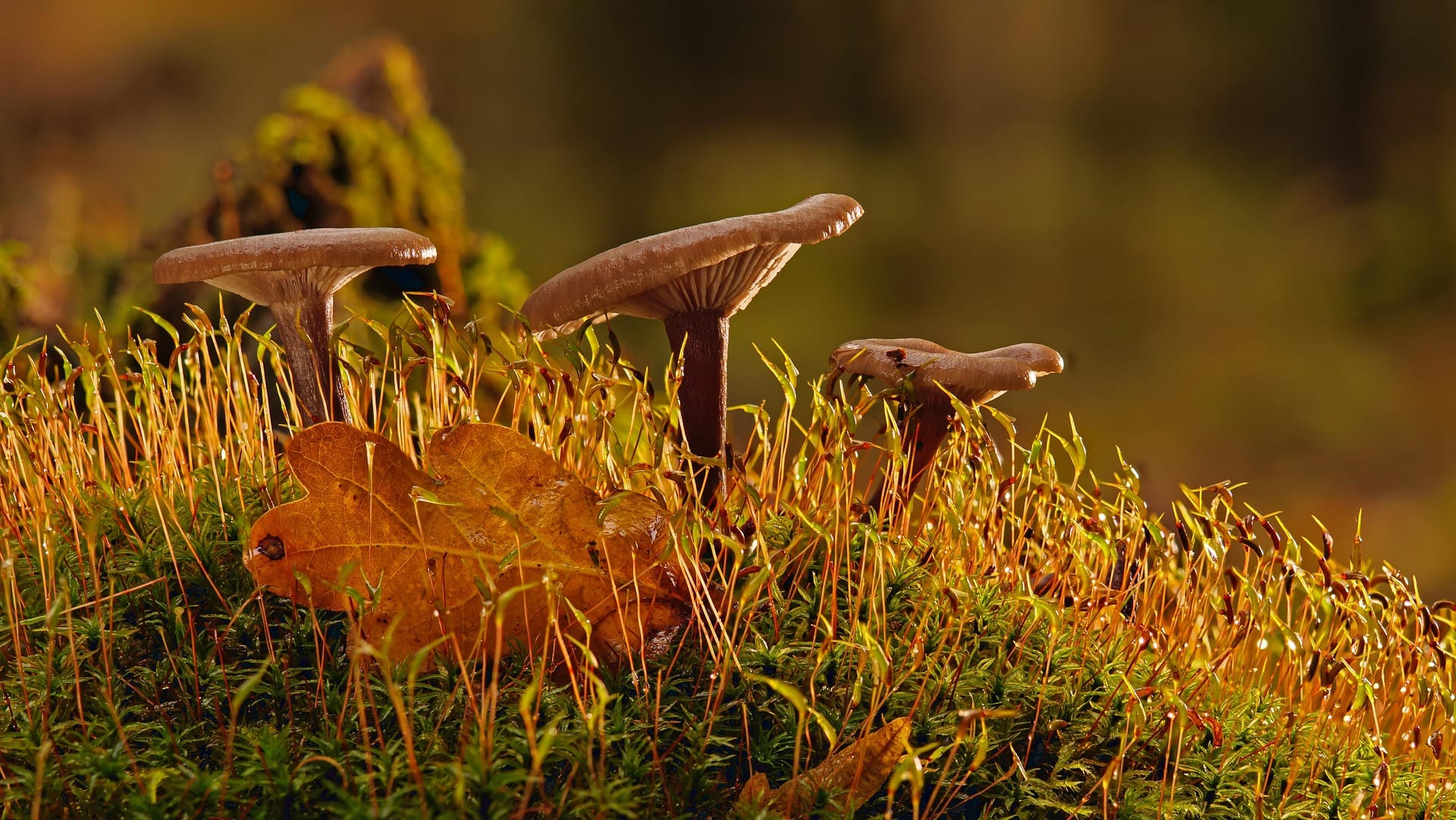 A photograph of some brown mushrooms growing on a hill.