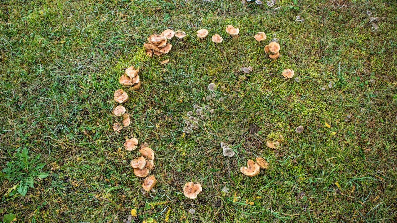 A photograph of a Ronds de Sorcière - or circle of small mushrooms believed to be witches' circles.
