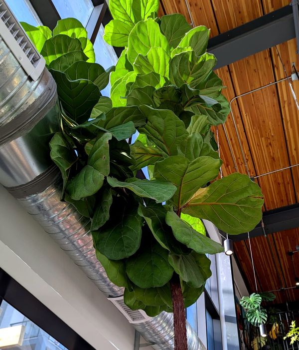 Leave The Radio On For The Plants