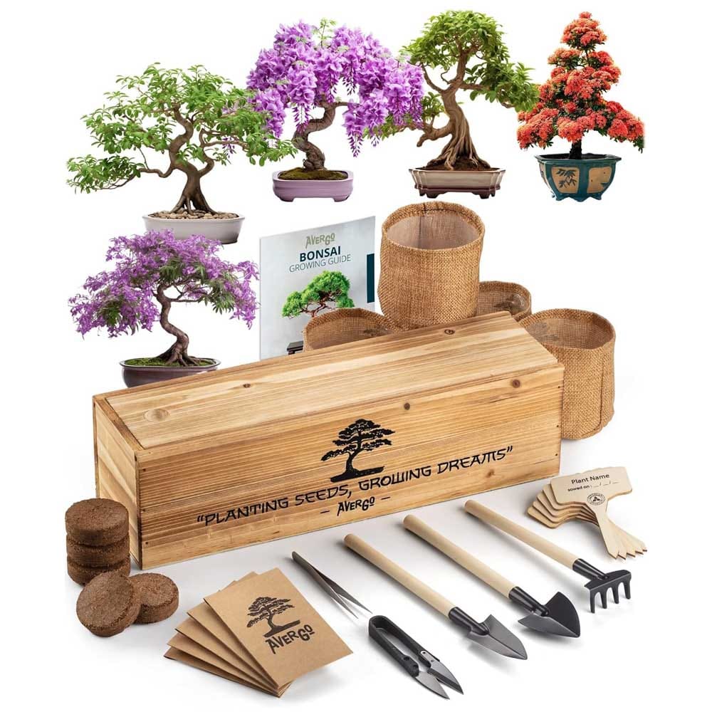 Bonsai tree growing kit with seeds and tools — a peaceful, hands-on anniversary gift for plant-loving wives