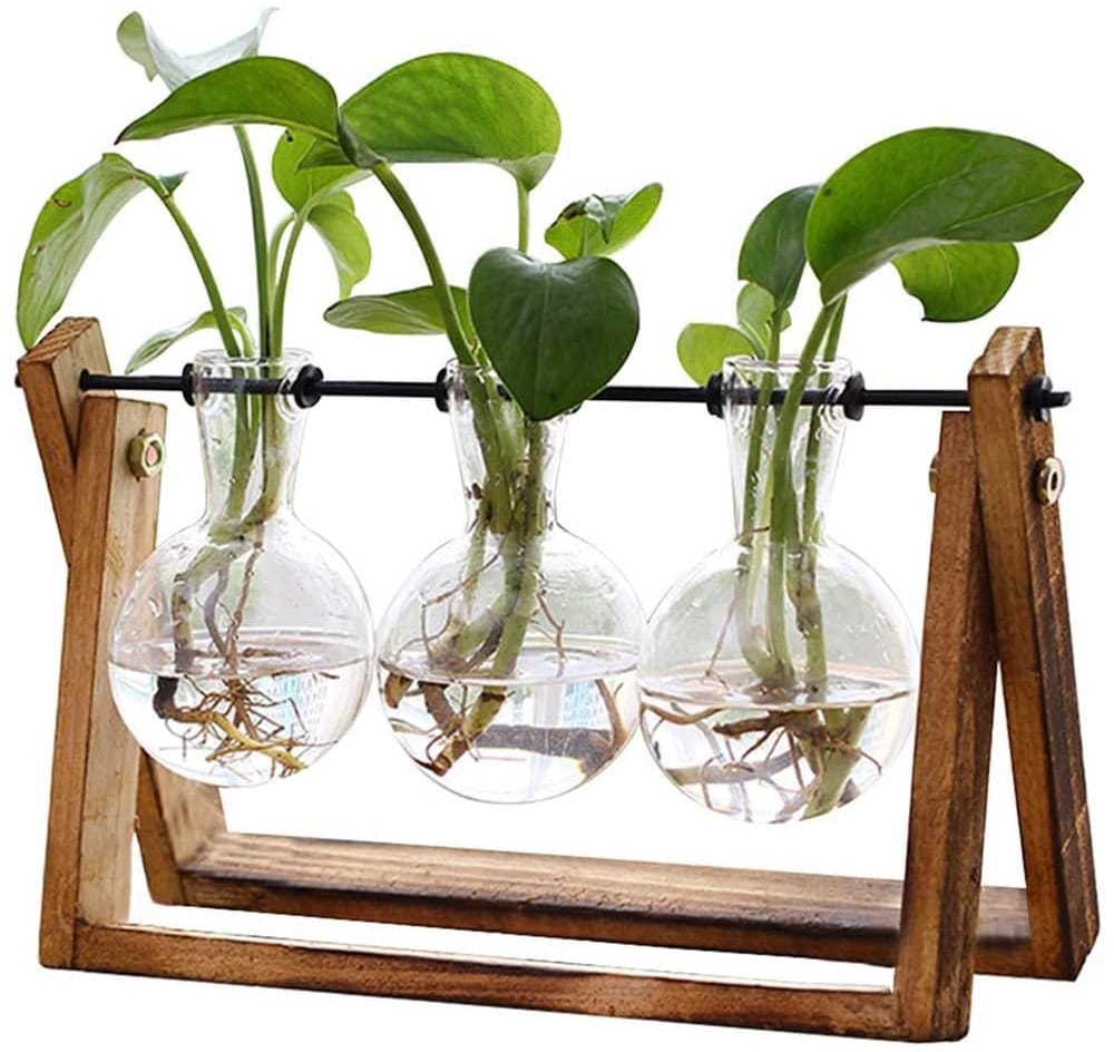 Glass plant terrarium with wooden stand and three bulb vases — elegant propagation station and housewarming gift for plant lovers