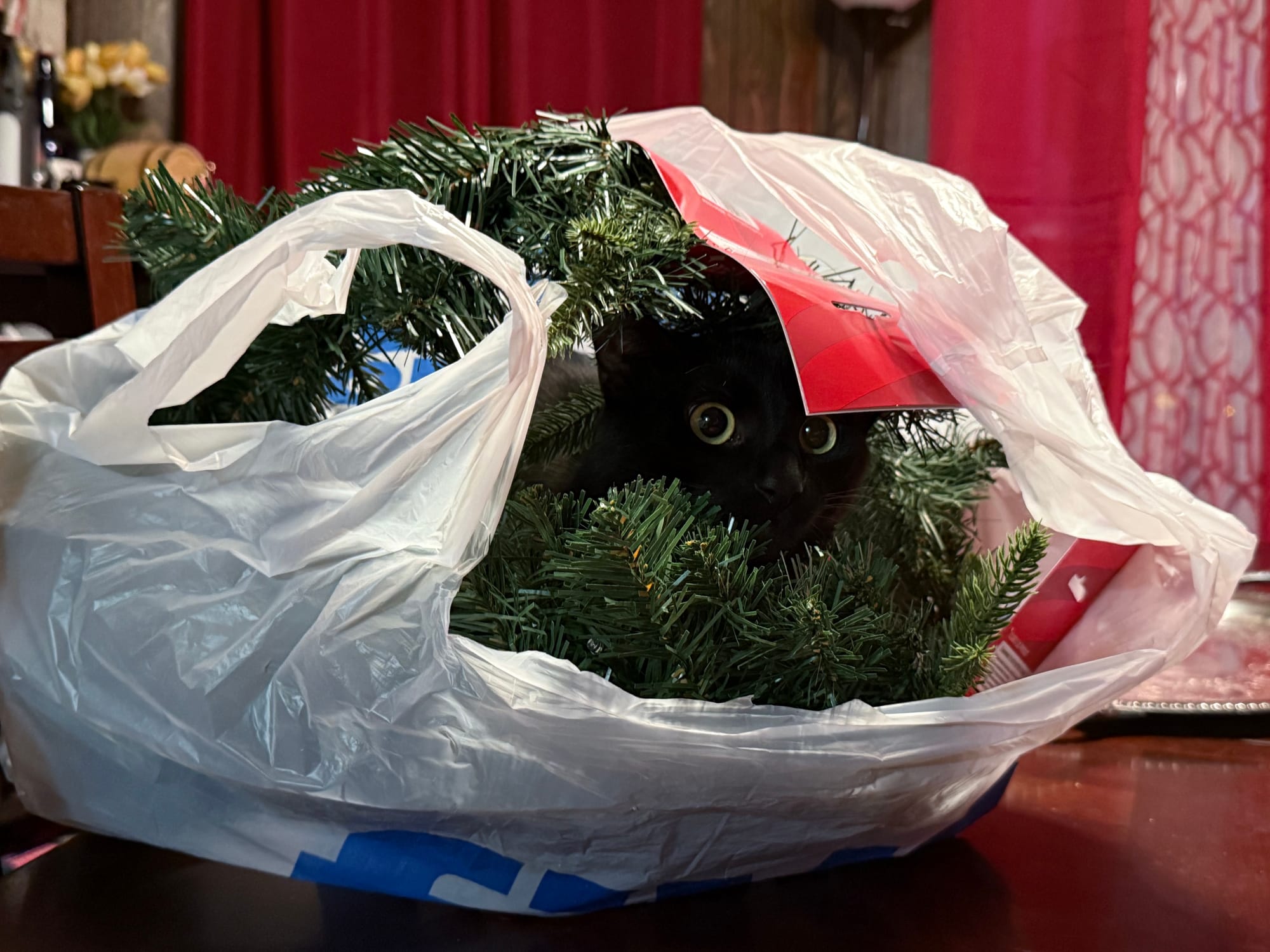 A black cat with yellow eyes is visible in a knot of wreaths in a grocery bag