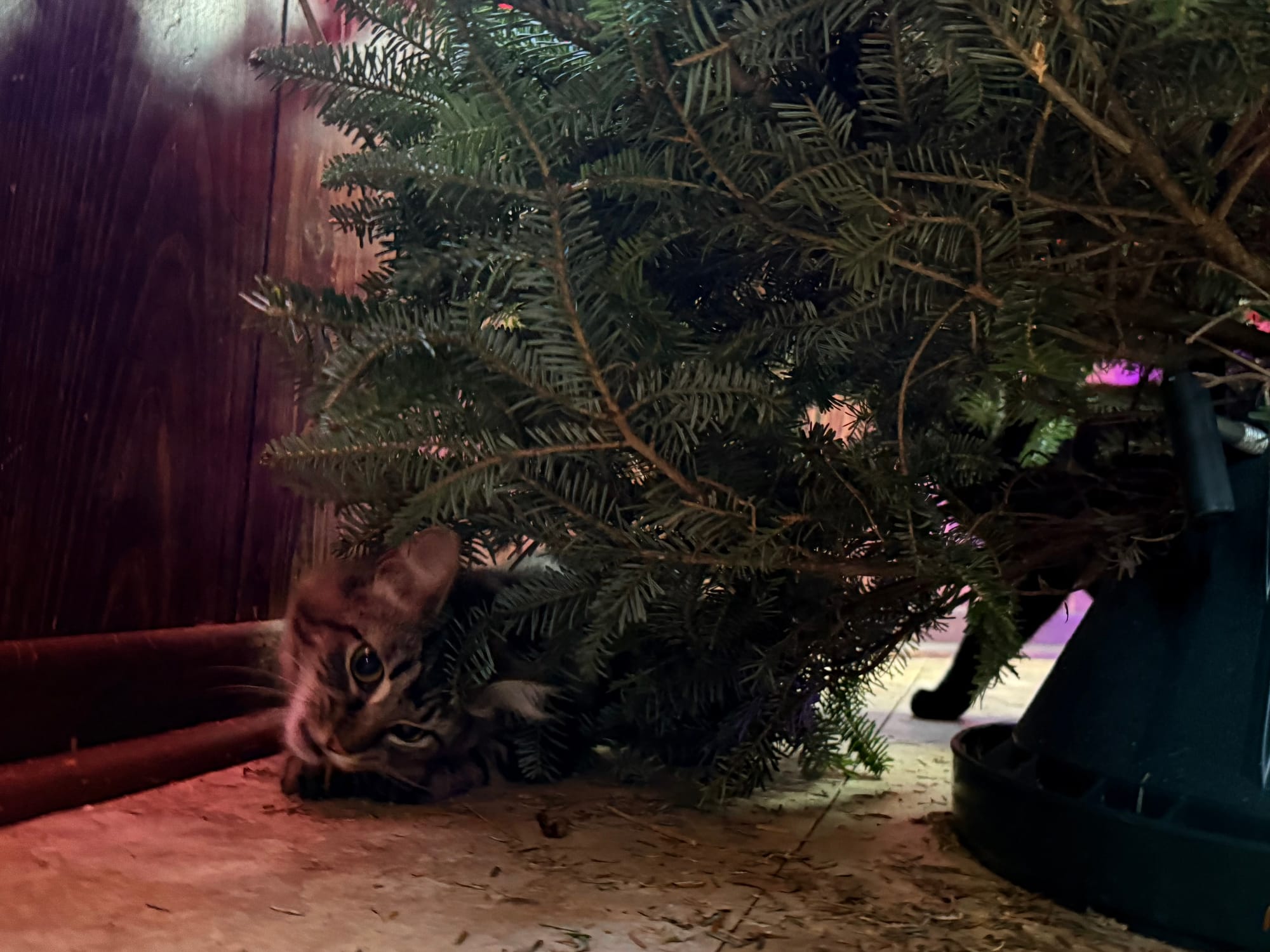 Marble the Maine Coon kitten chewing on a piece of pine tree that fell in the floor from a newly installed Christmas tree.