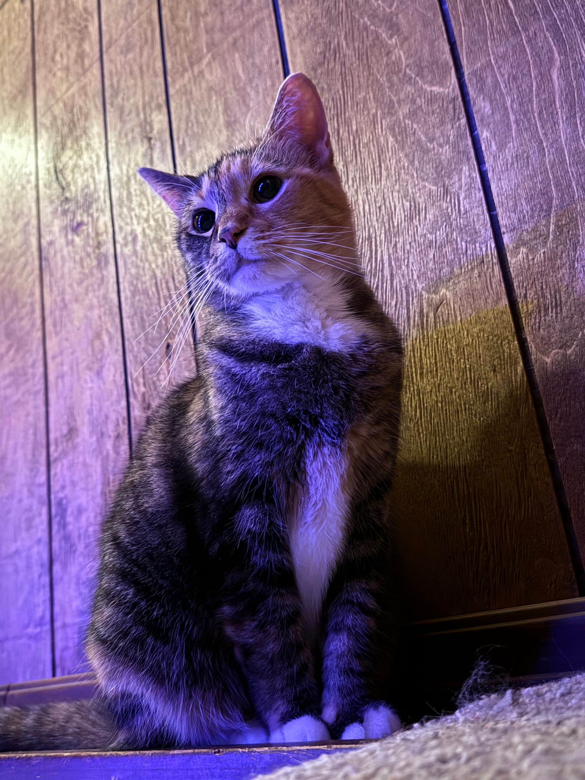 Harvie is a two tone cat with an orange and black pattern sitting in a hallway with purple lights