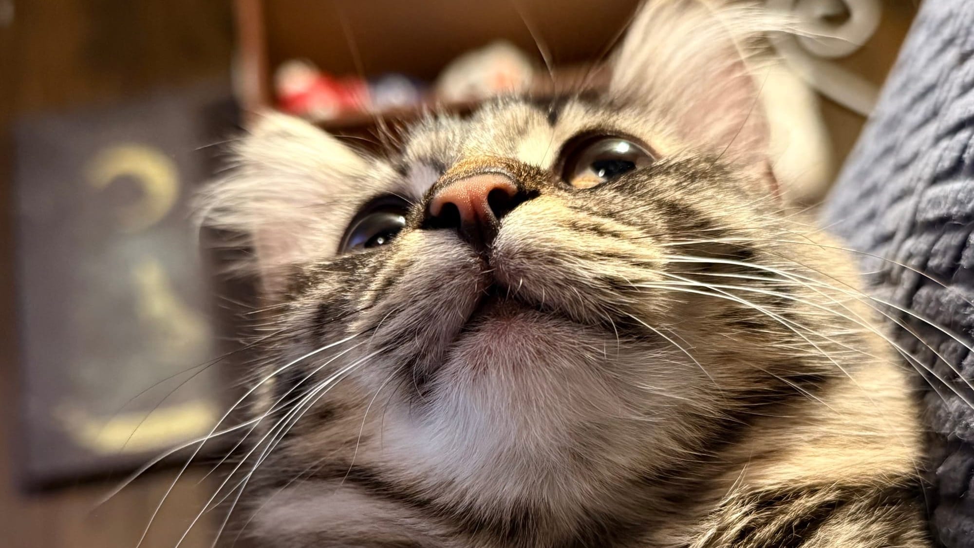 A Maine coon kitten viewed from just under her nose, she looks ahead playfully