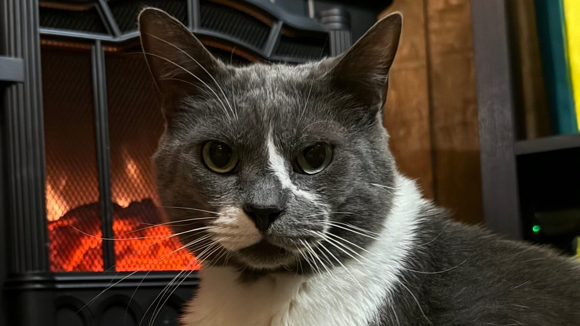 A photo of Edgar, a gray and white cat sitting in front of a fake fireplace heater