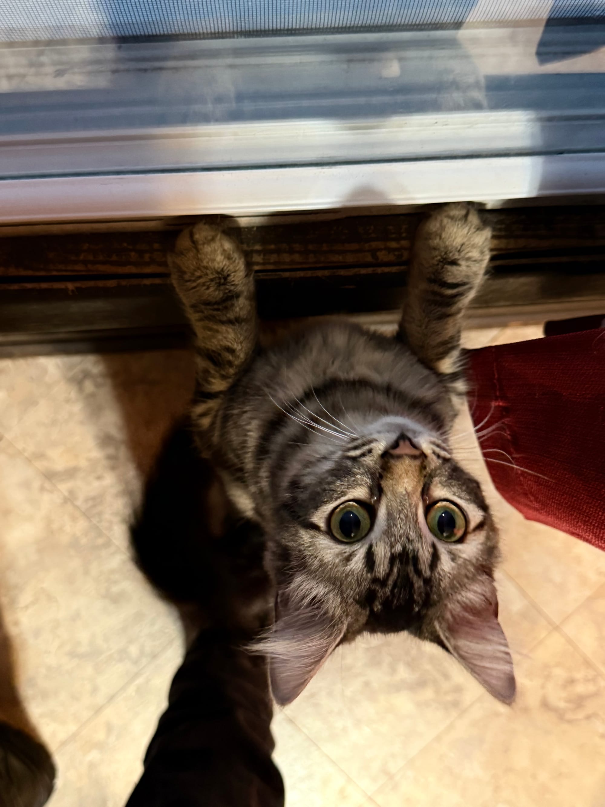 A tiny Maine Coon mix looks out the window