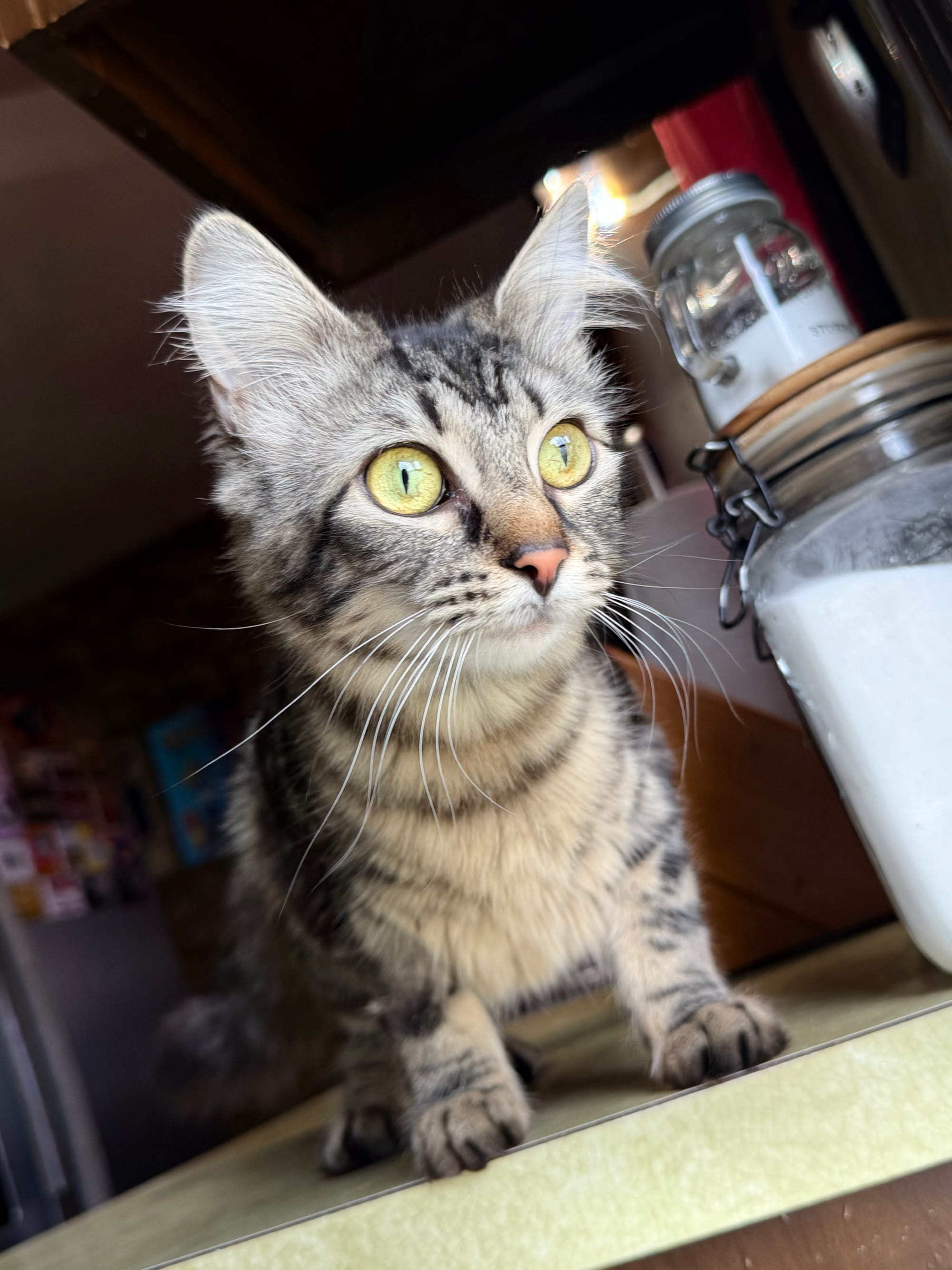 A Maine Coon mix kitten with wide yellow eyes and gray fur looking out a door while standing on a counter