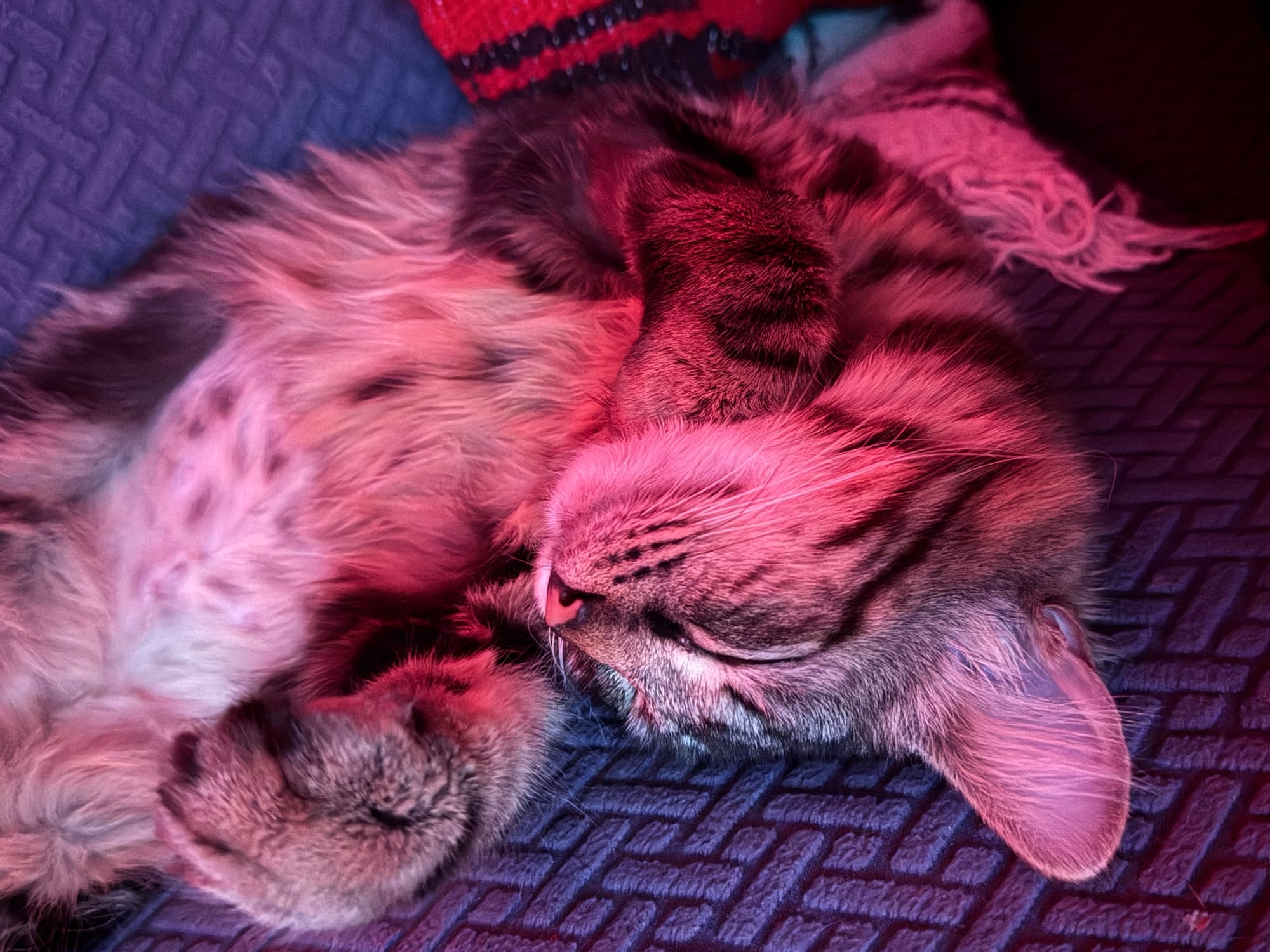 A Maine coon mix kitten sleeps with her head upside down and her paws up on a blue cushion