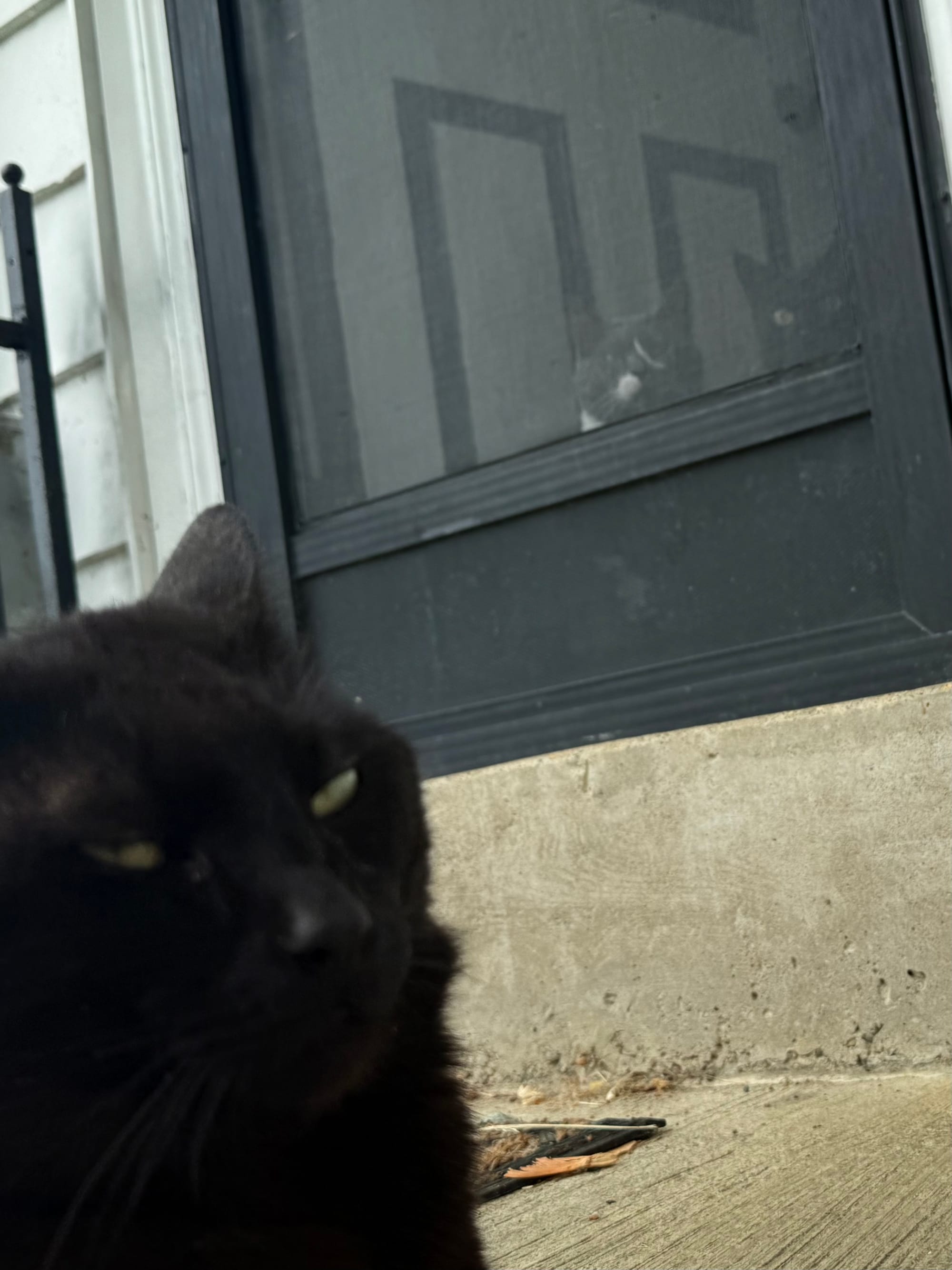A black cat glares at the camera outside on a porch while two indoor cats look through a screen door.
