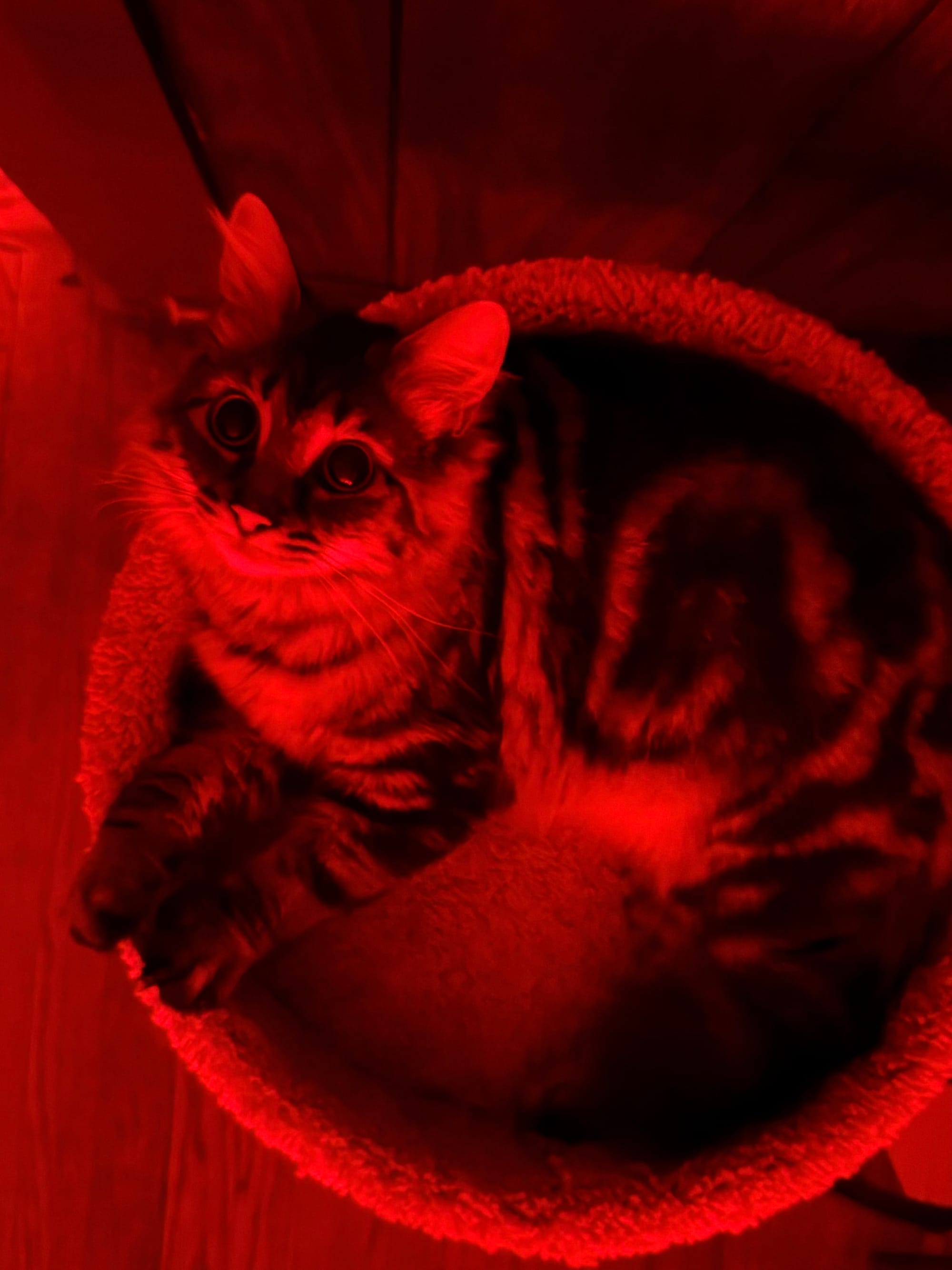 A cat laying in a cat tree at night with red lights illuminating it