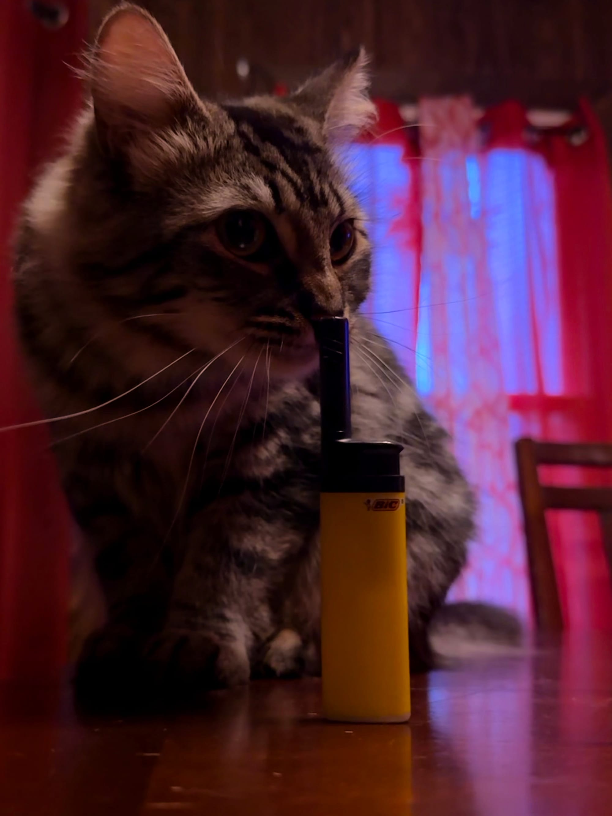 A small cat with Maine Coon features looking at a lighter