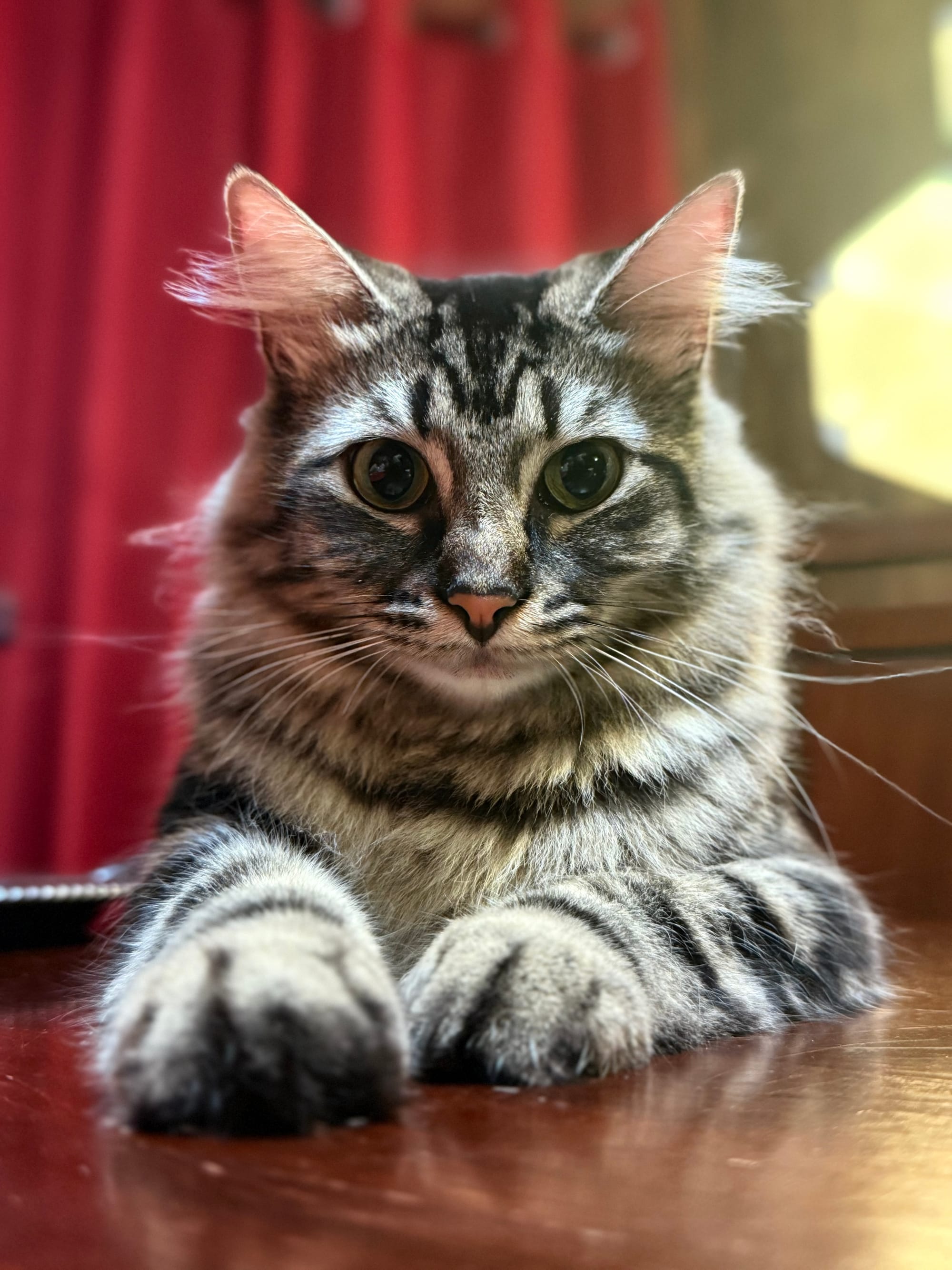 A kitten with black and gray fur lays on a table looking at the camera