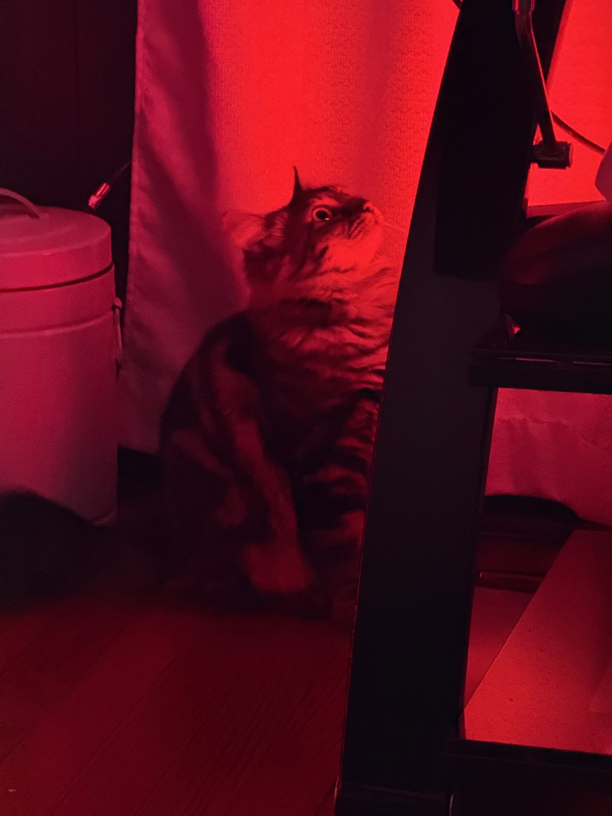 A small cat looks at a bug hiding behind a TV covered in red light