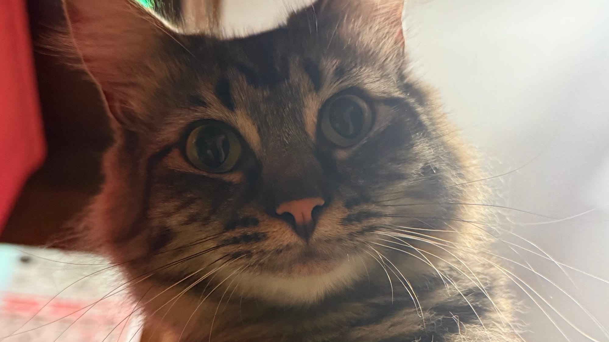 A photo of a Maine coon mix looking down at the camera