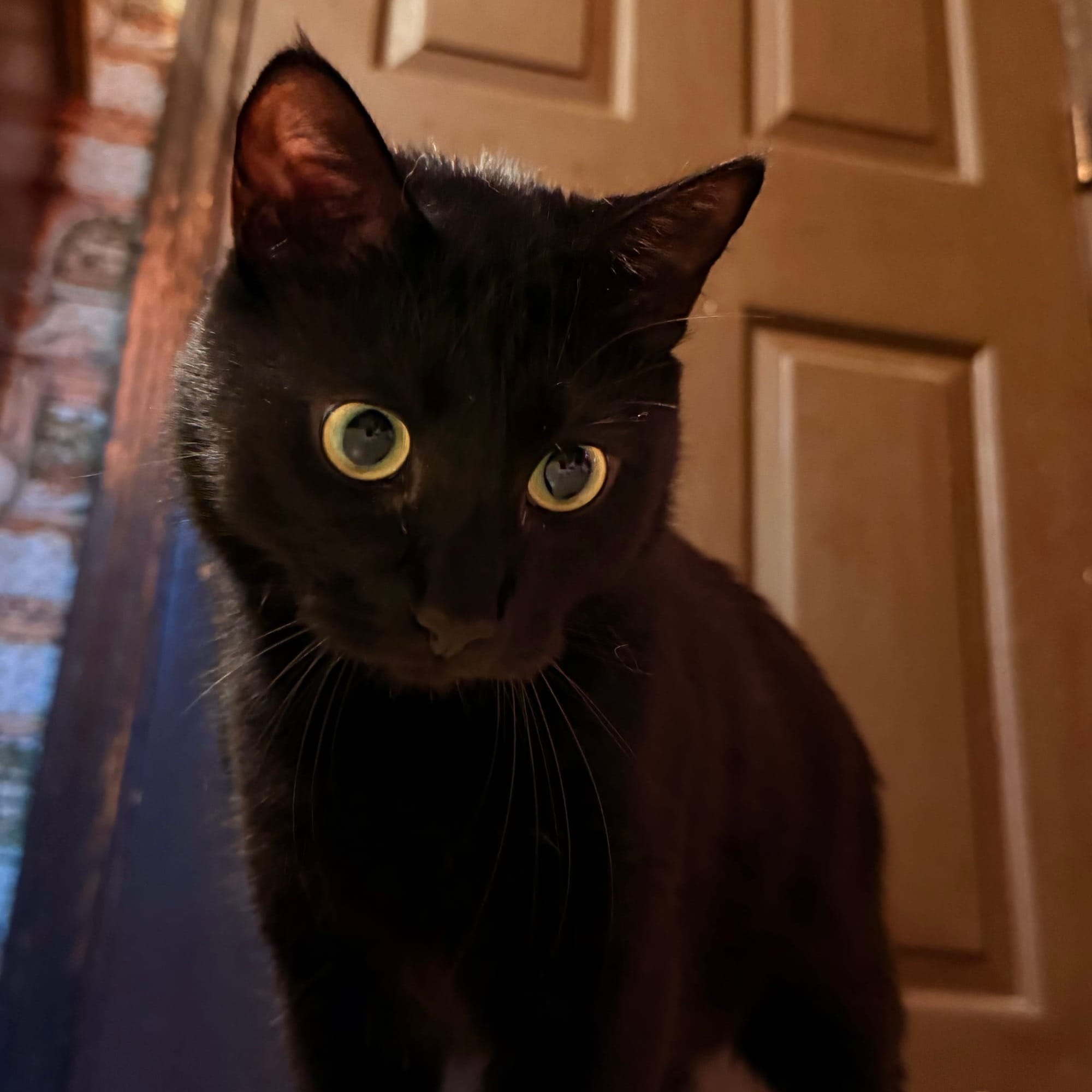 A black cat with yellow eyes standing in front of a brown door
