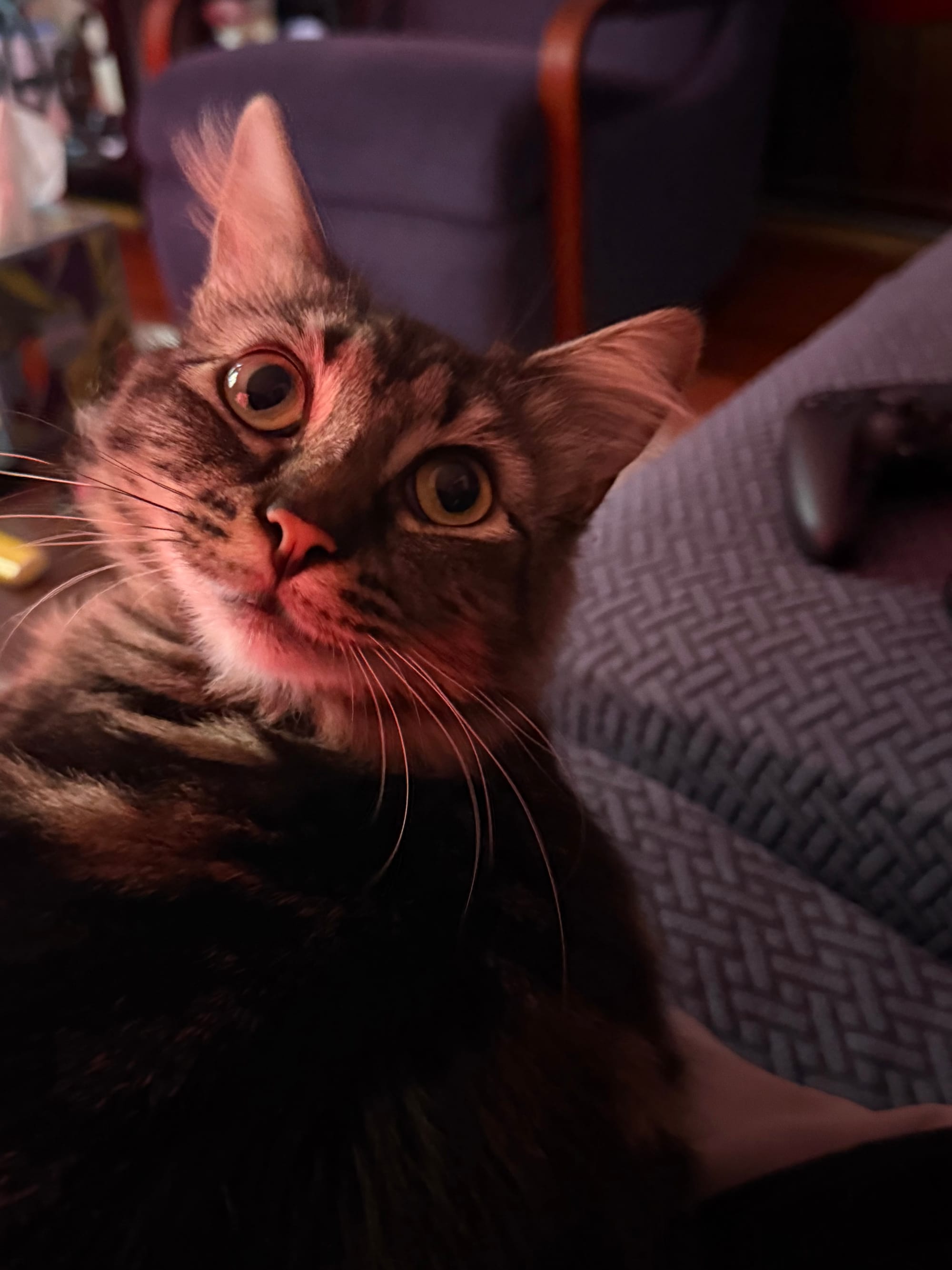 A maine coon mix kitten looks up at the camera, blue couch cushions and a game controller are visible
