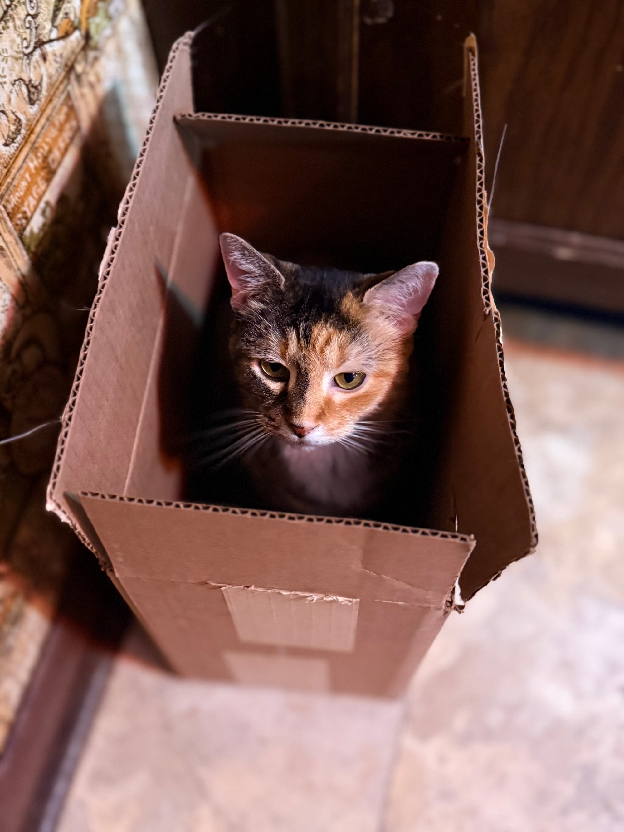A cat with black and orange on its face sits in a cardboard box 