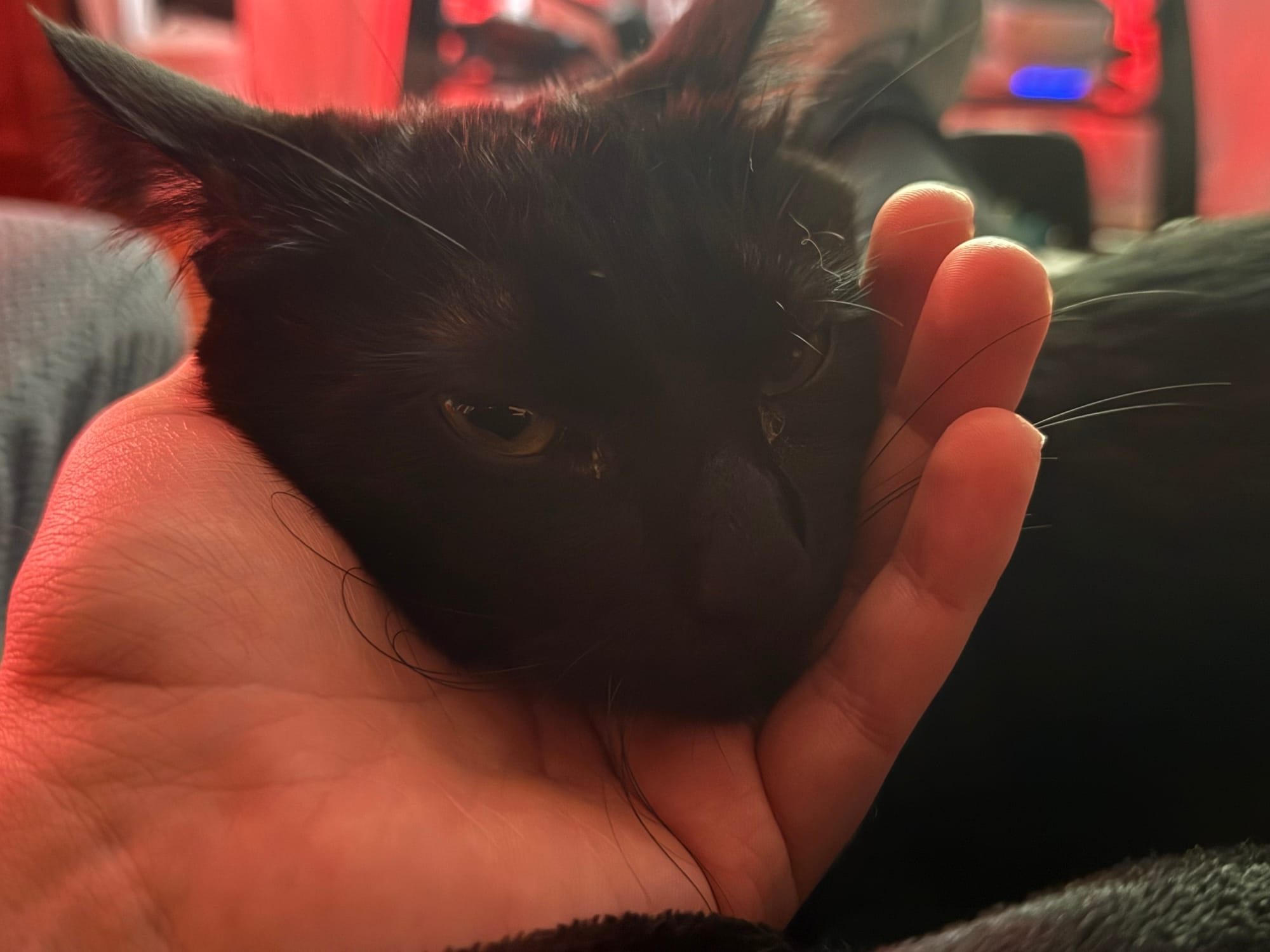 Agatha the black cat is glaring at the camera with a hand holding his head