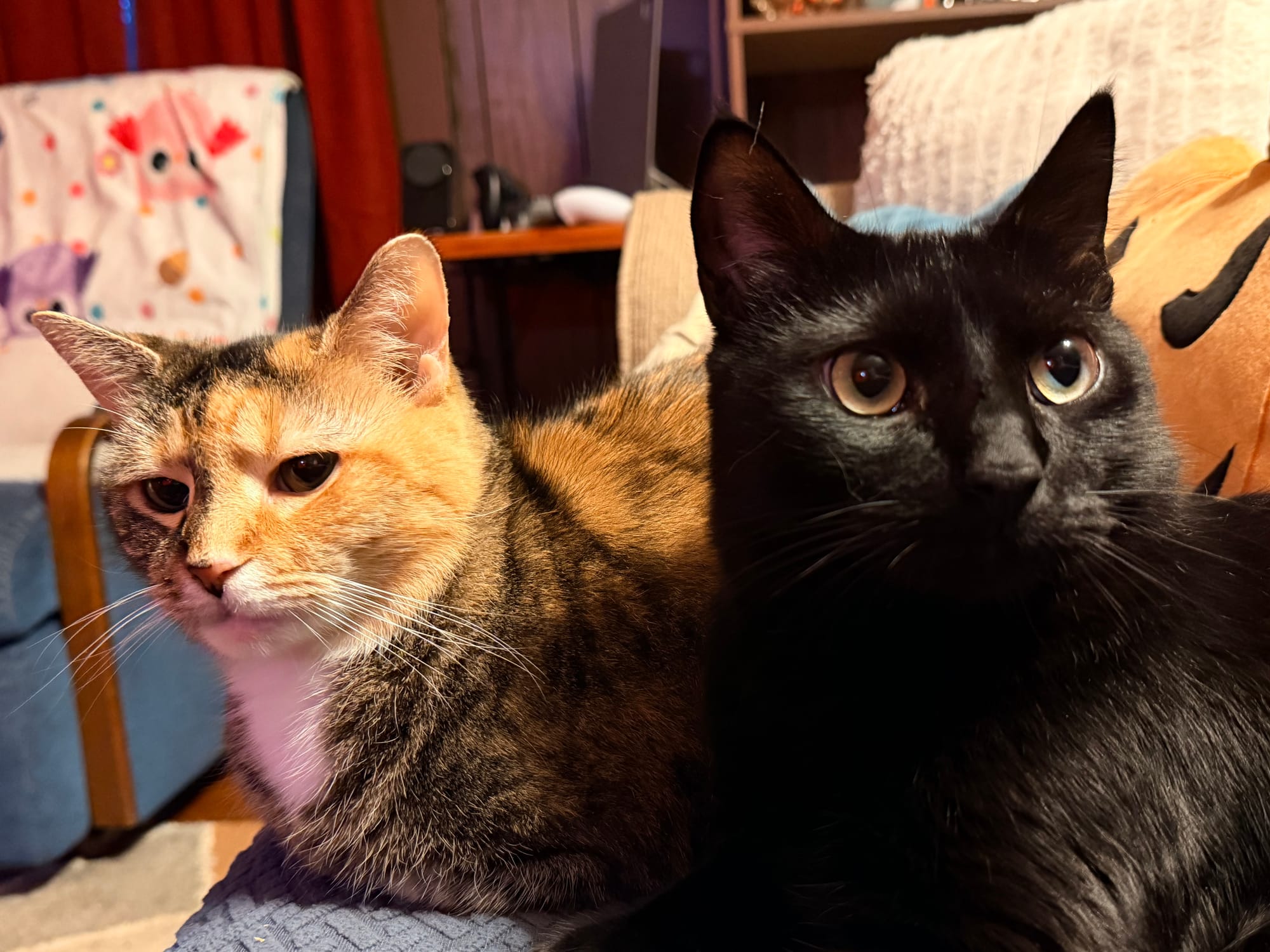 Two cats, one calico one black, on a blue couch 