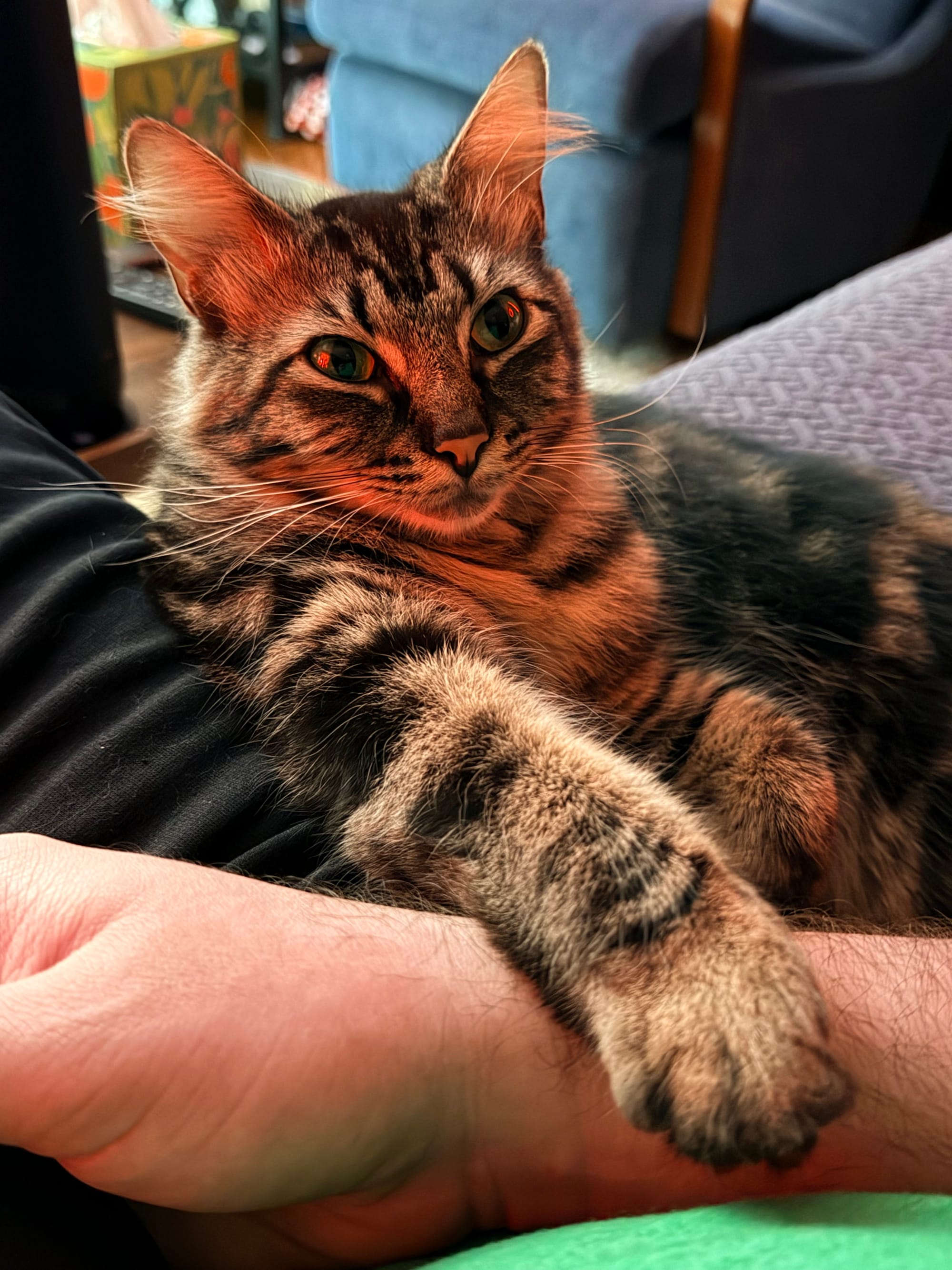 A small Maine coon mix lays an arm over a person's arm, looking for attention