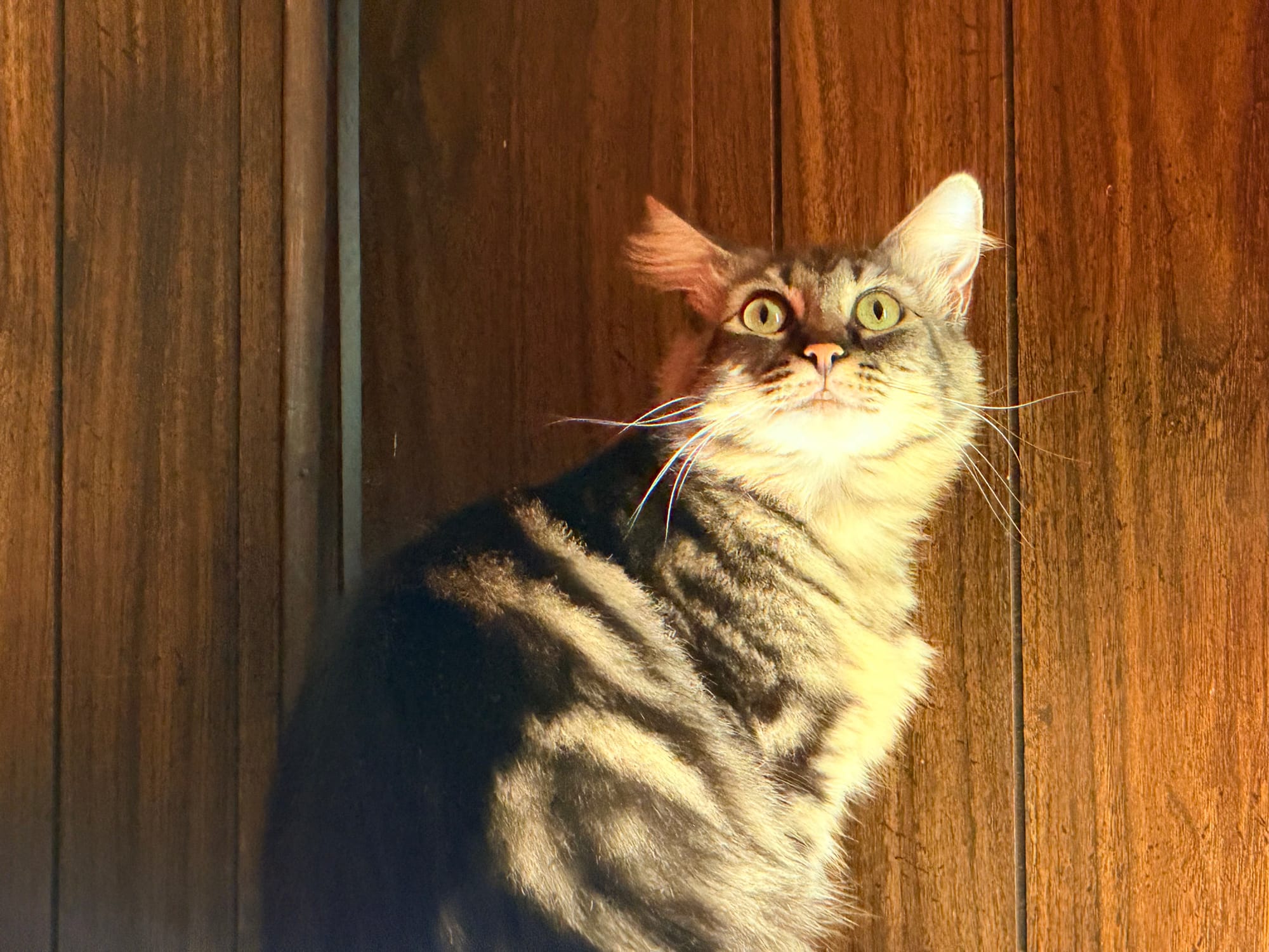 A black and gray cat with eyes wide looking into the distance, a light shining on it off camera