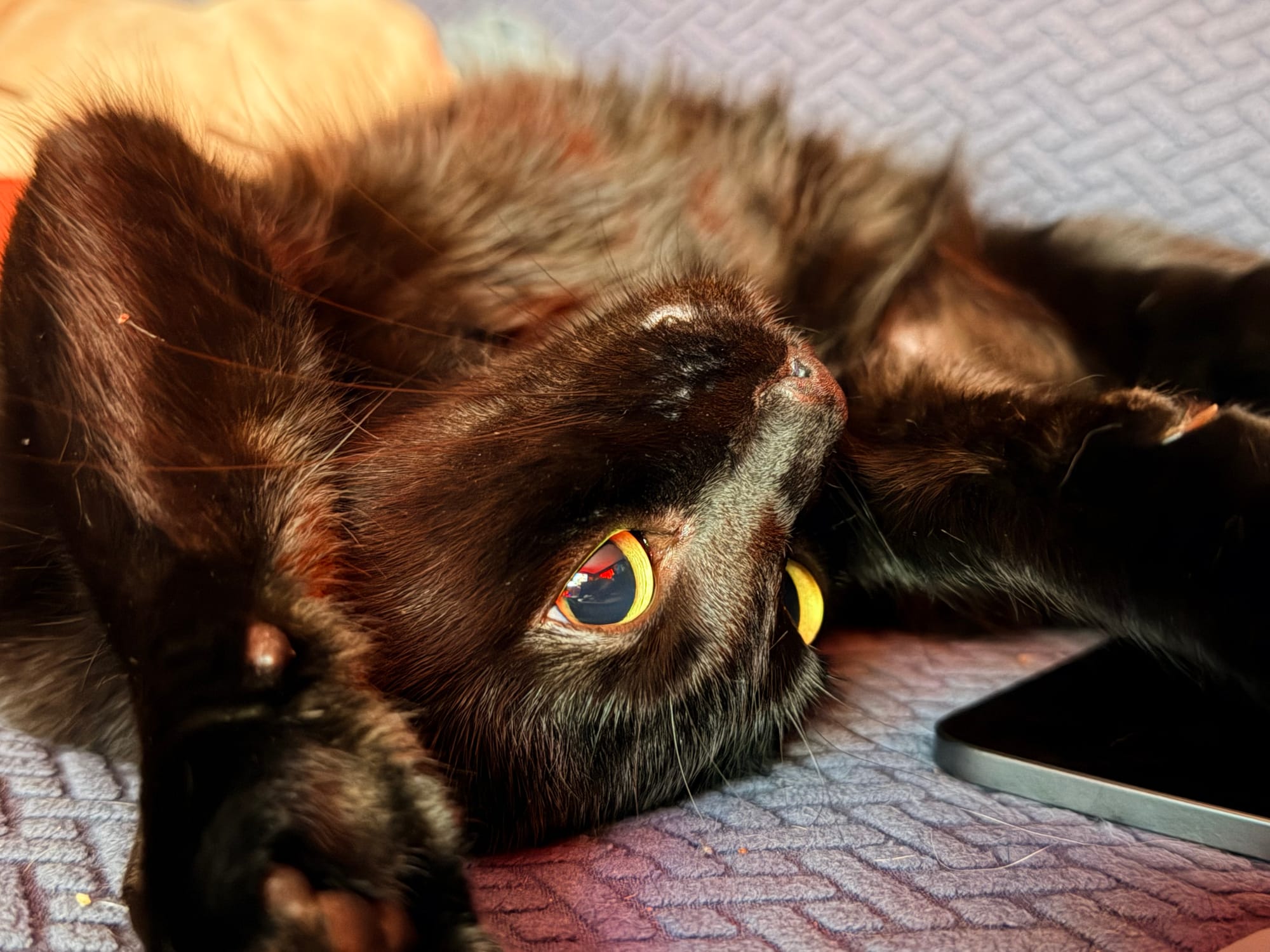 A black cat with big yellow eyes laying on its back with its paws stretched out, on a couch with blue cushion covers, an iPad mini visible in the corner