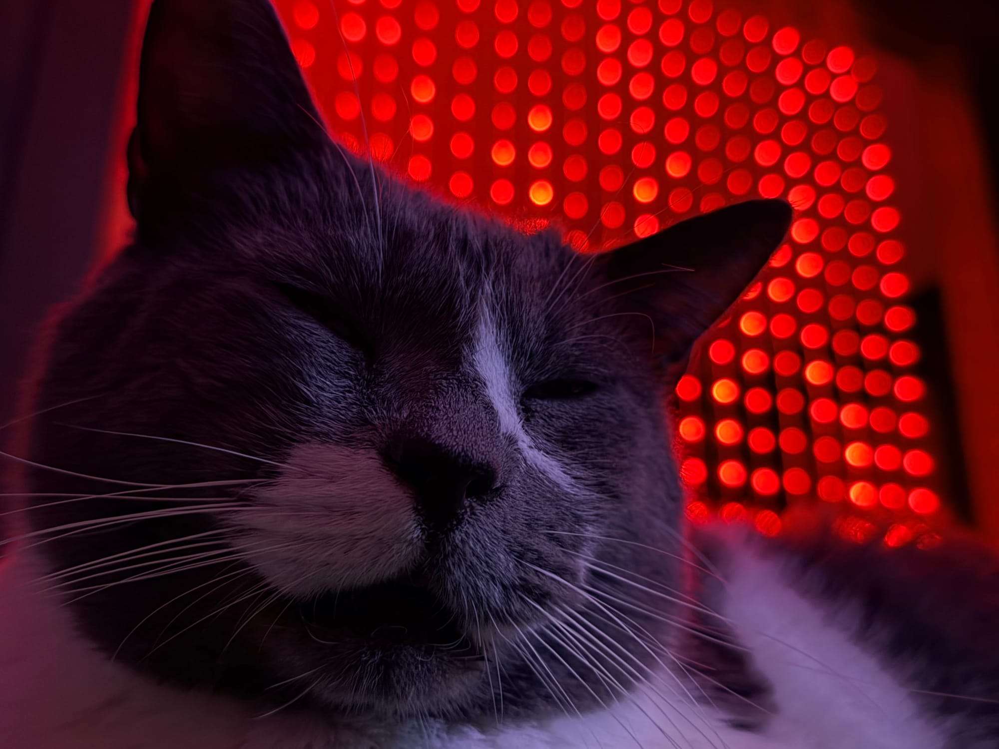 A gray and white cat, fairly large and close to the camera, snoozing with red string lights in the background