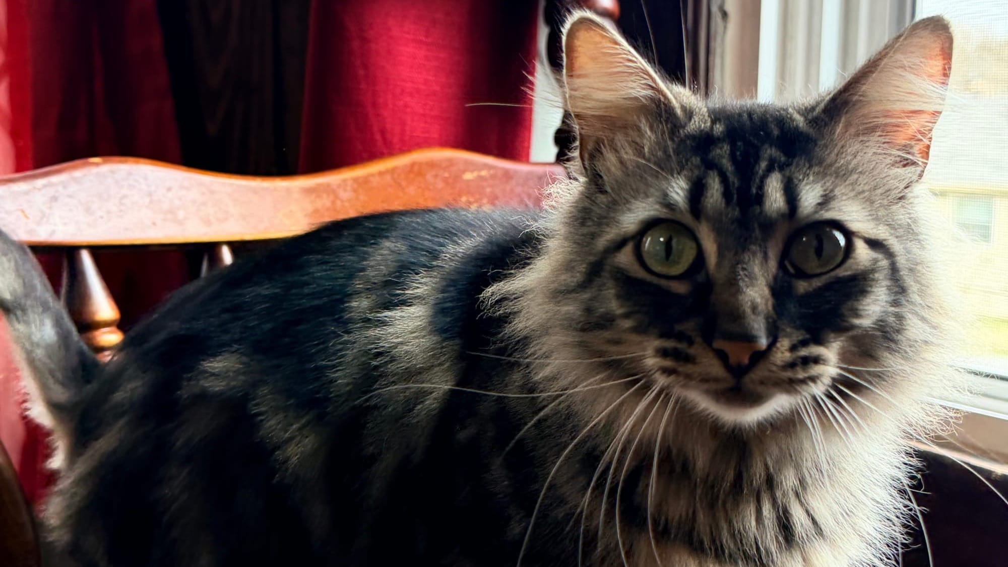 A black and gray Maine coon mix cat standing by a window