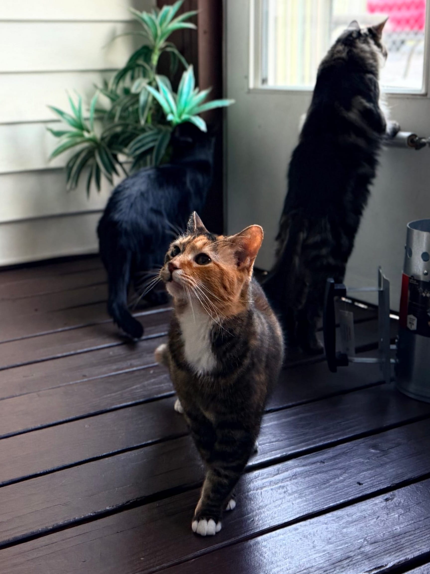 Three cats explore a screened in porch, one cat with orange, brown, and white fur looks curiously up, one small brown and black cat peeks out of the door window, while a black cat buries its head in a fake plant.