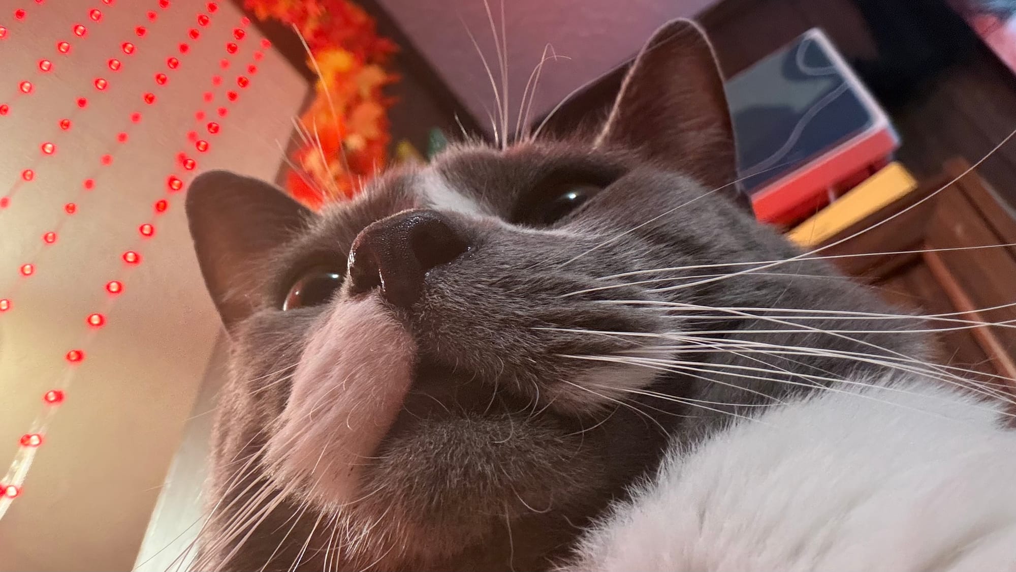 A gray and white cat viewed from under his chin, showing an extra large view of his grin, his nose, and his whiskers