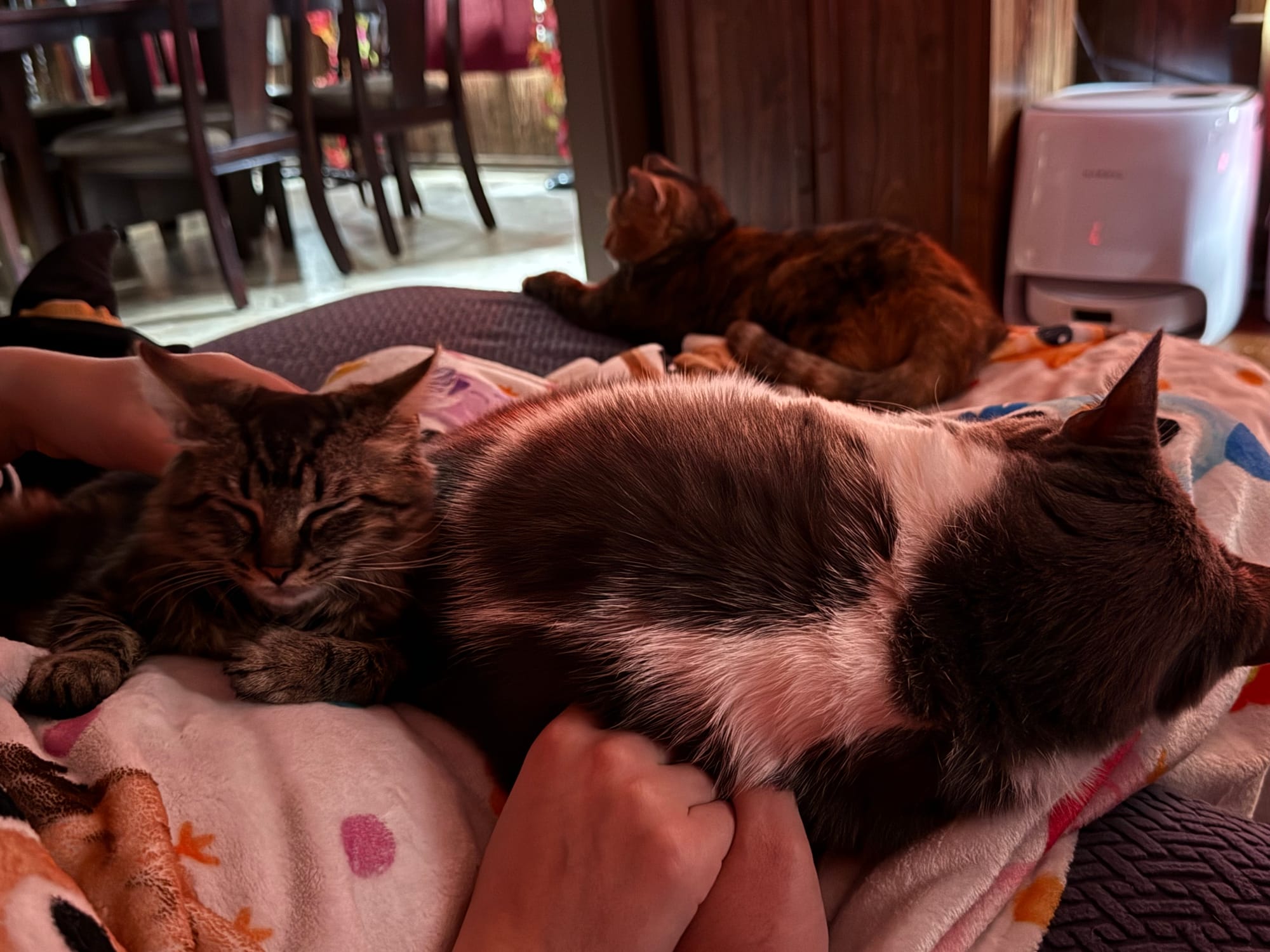 A gray and black kitten snuggles by a large gray and white cat, an orange and black cat lays at a distance on the couch