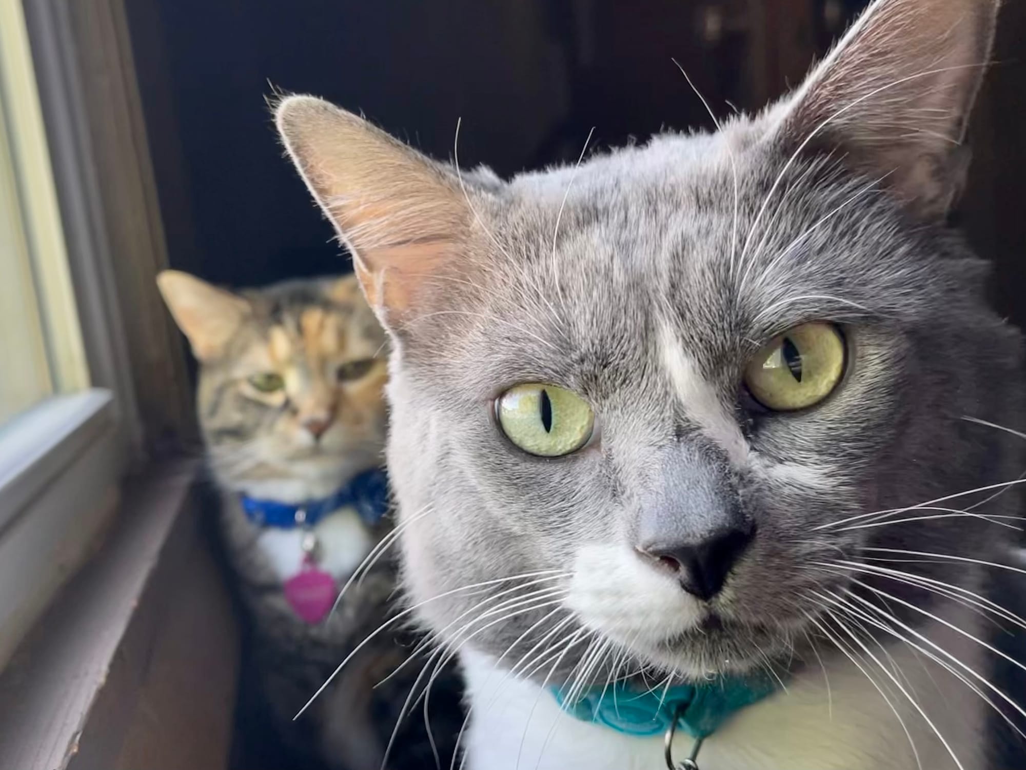 The little brown and gray cat Harvie blurred in the background giving gray and white cat Edgar a death stare