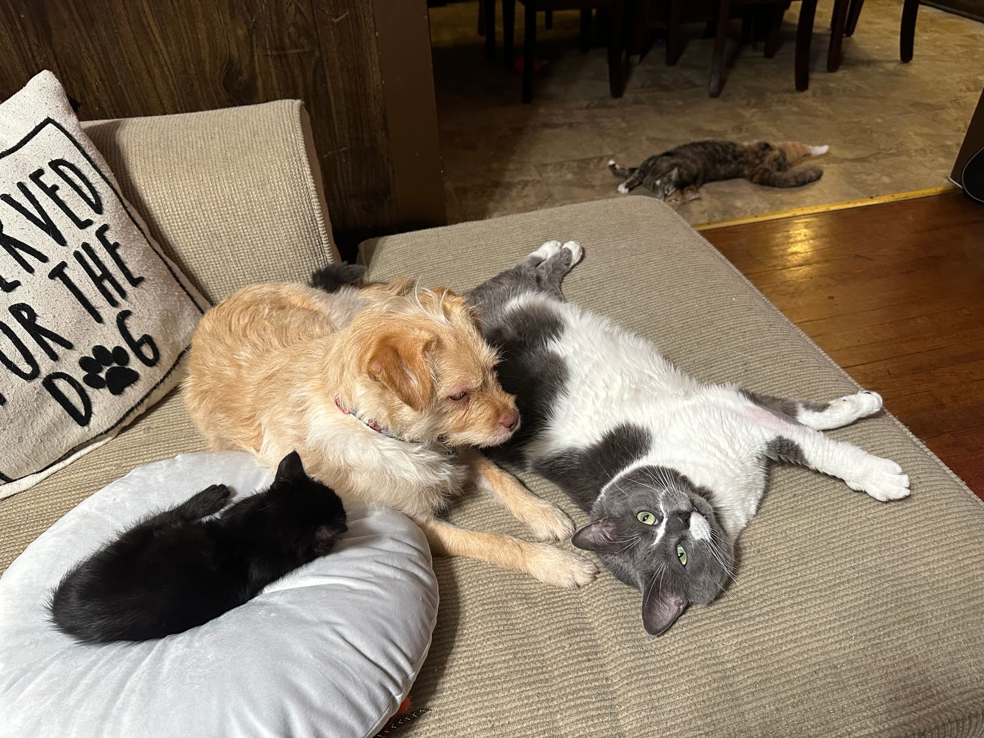 A black kitten, yellow small dog, gray and white cat lay on a couch, while a gray and orange cat lays on the distant floor