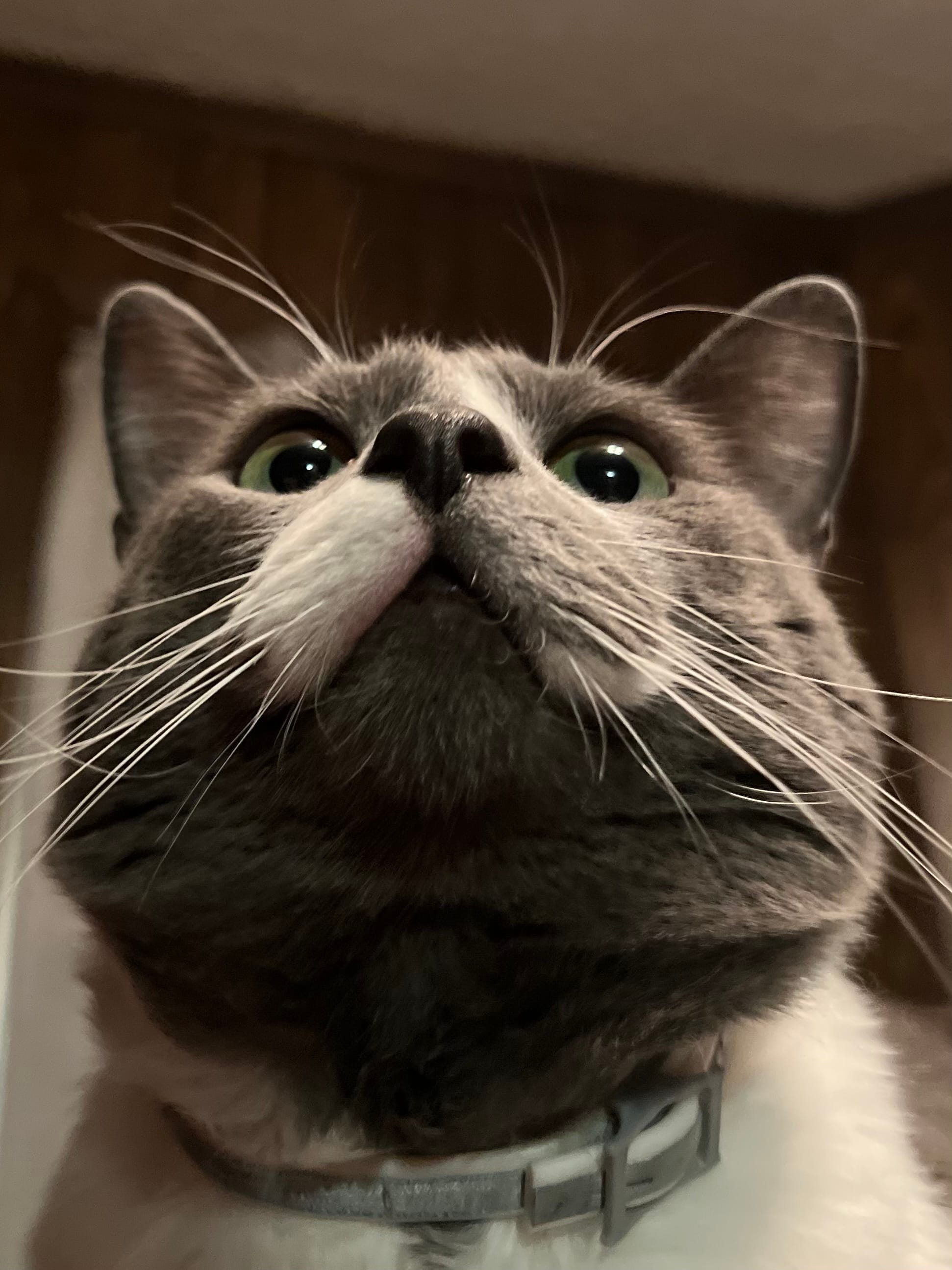 Edgar with his gray and white fur looks up so the camera is viewing under his chin, his big eyes looking ahead somewhere