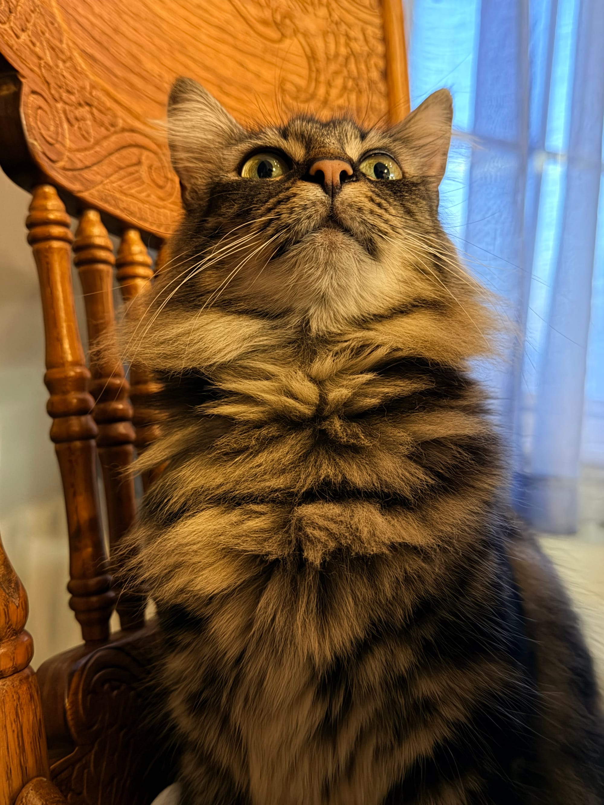 A cat with brown and black fur sits in a kitchen chair looking slightly up so her nose is at a humorous angle