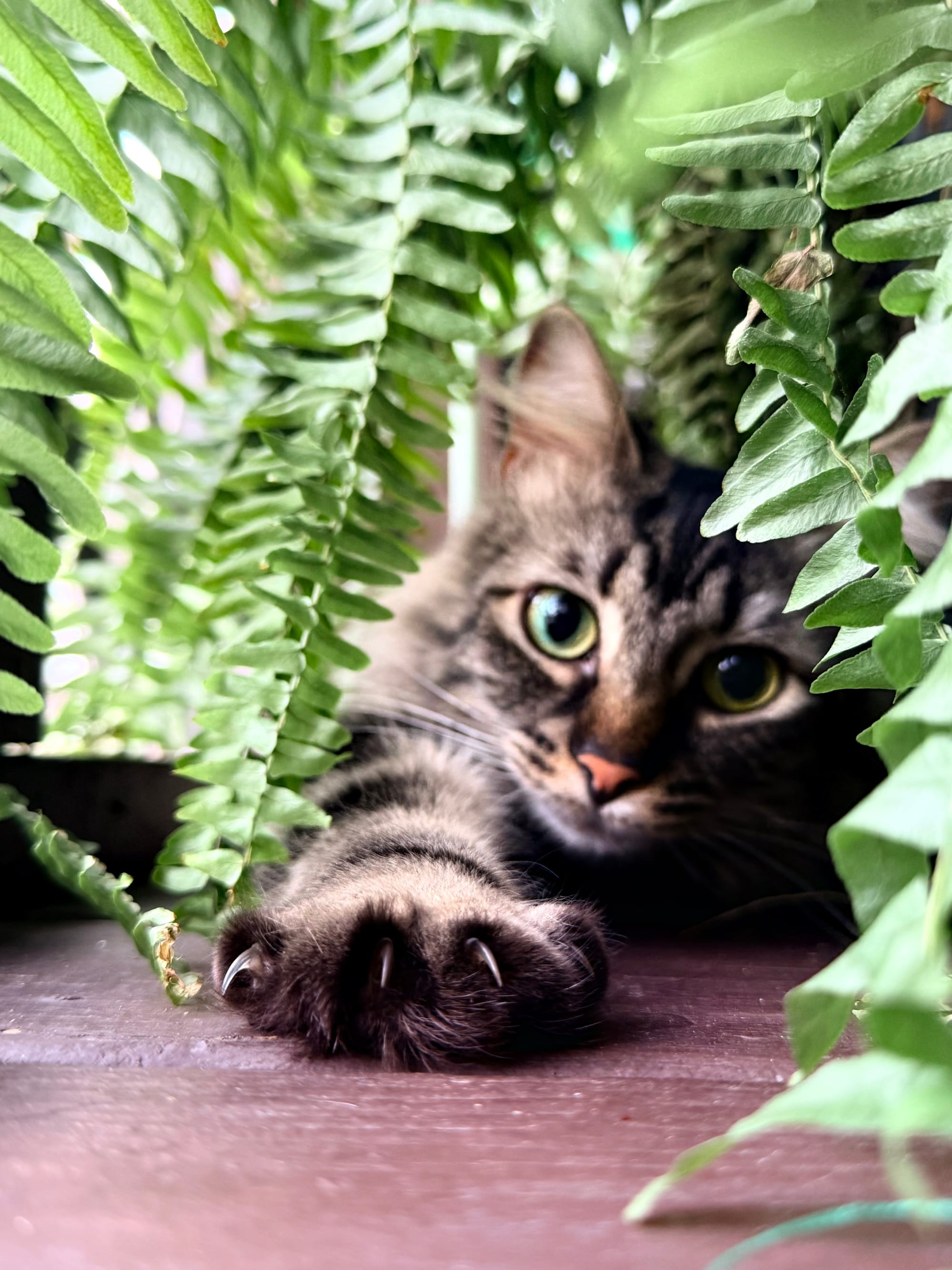 A small brown and gray cat with yellow/green eyes looks at the camera as her paw reaches out from under green leaves of a fern