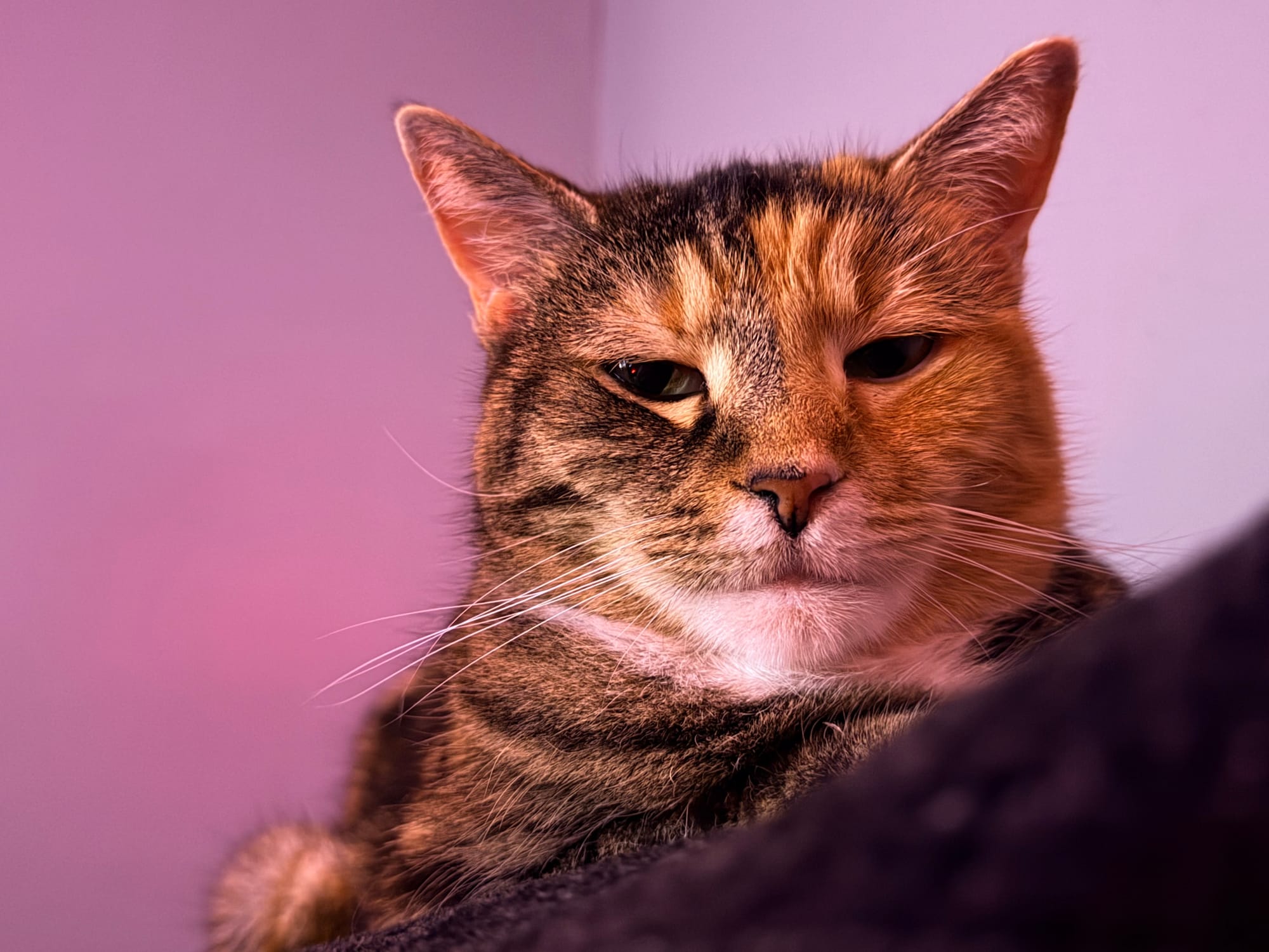 A black, orange, and white cat looks with a slight glare at the camera