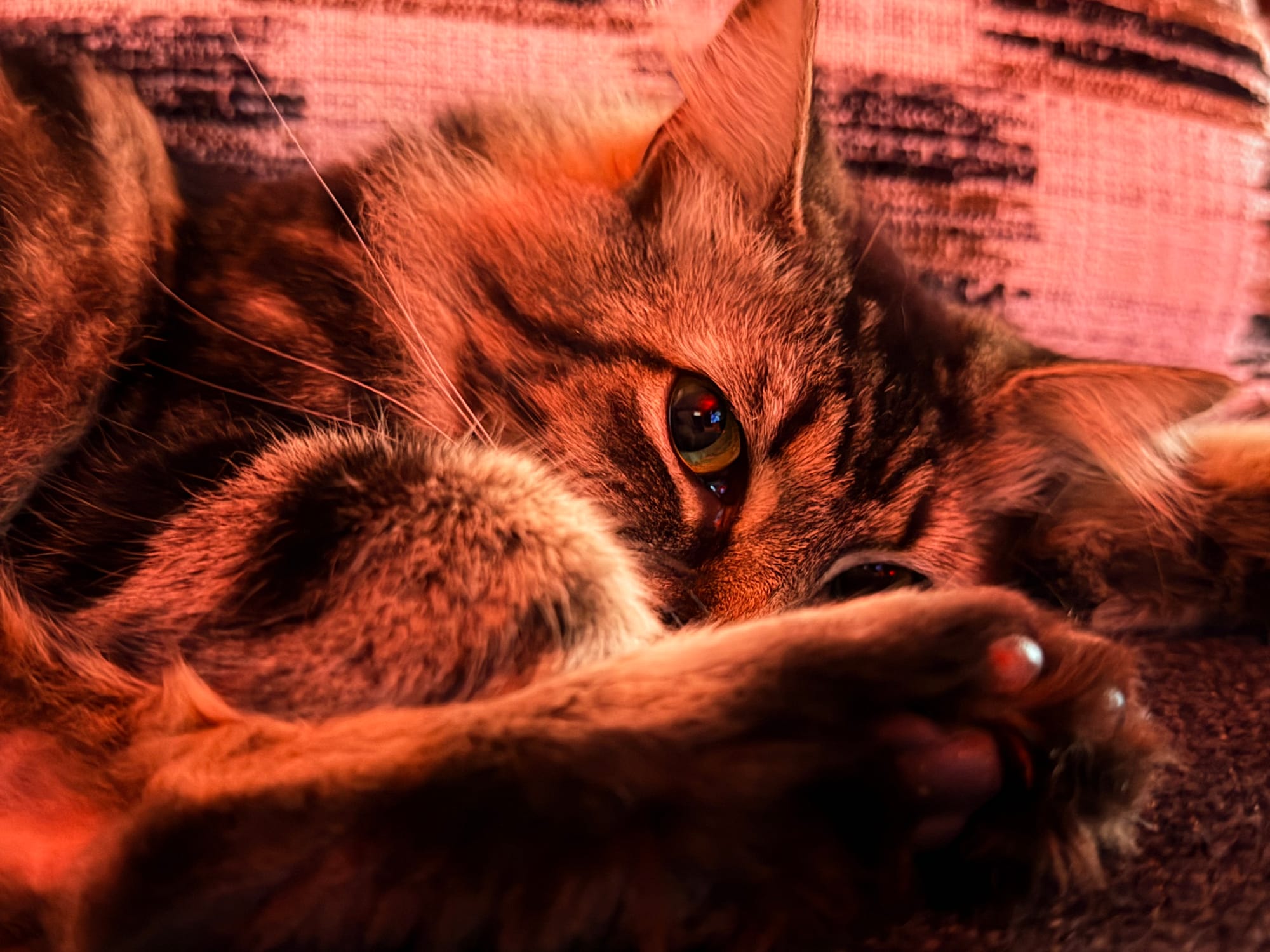 A small brown and black Maine coon mix cat looking over its paw as it lays curled on the couch