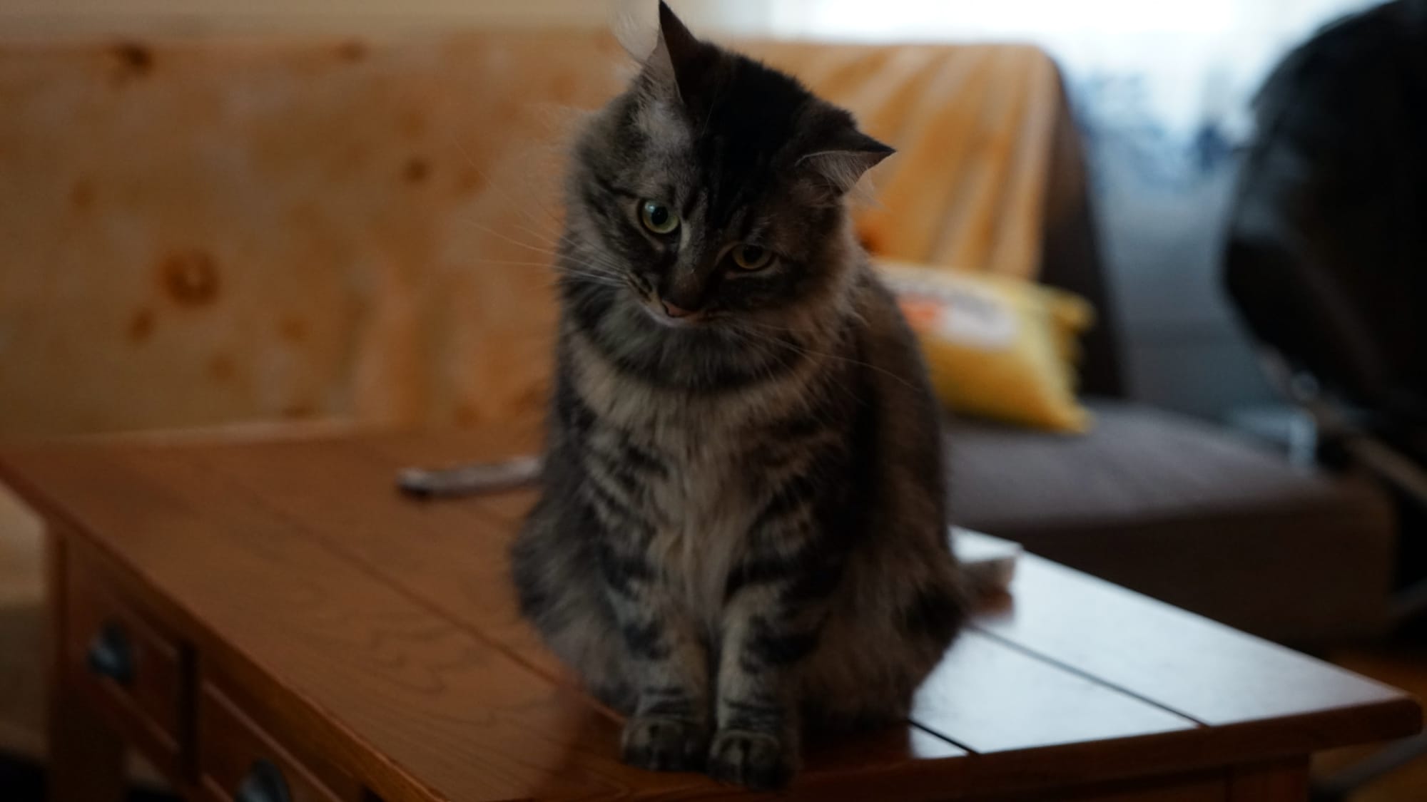 Marble is a gray and black cat that resembles a small Maine Coon, she's on a coffee table looking curious