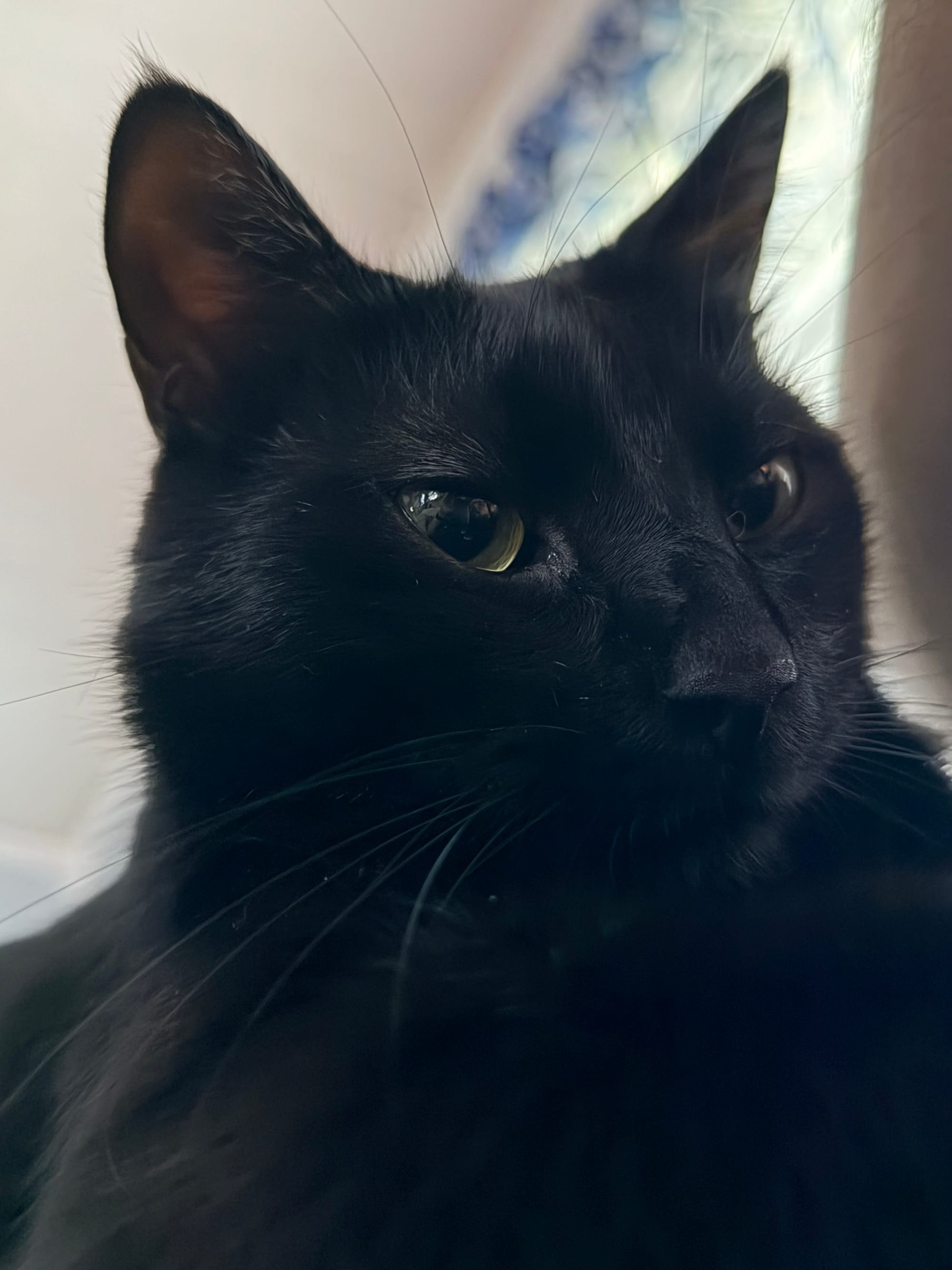 A black cat's face up close with his yellow eyes looking off to the side