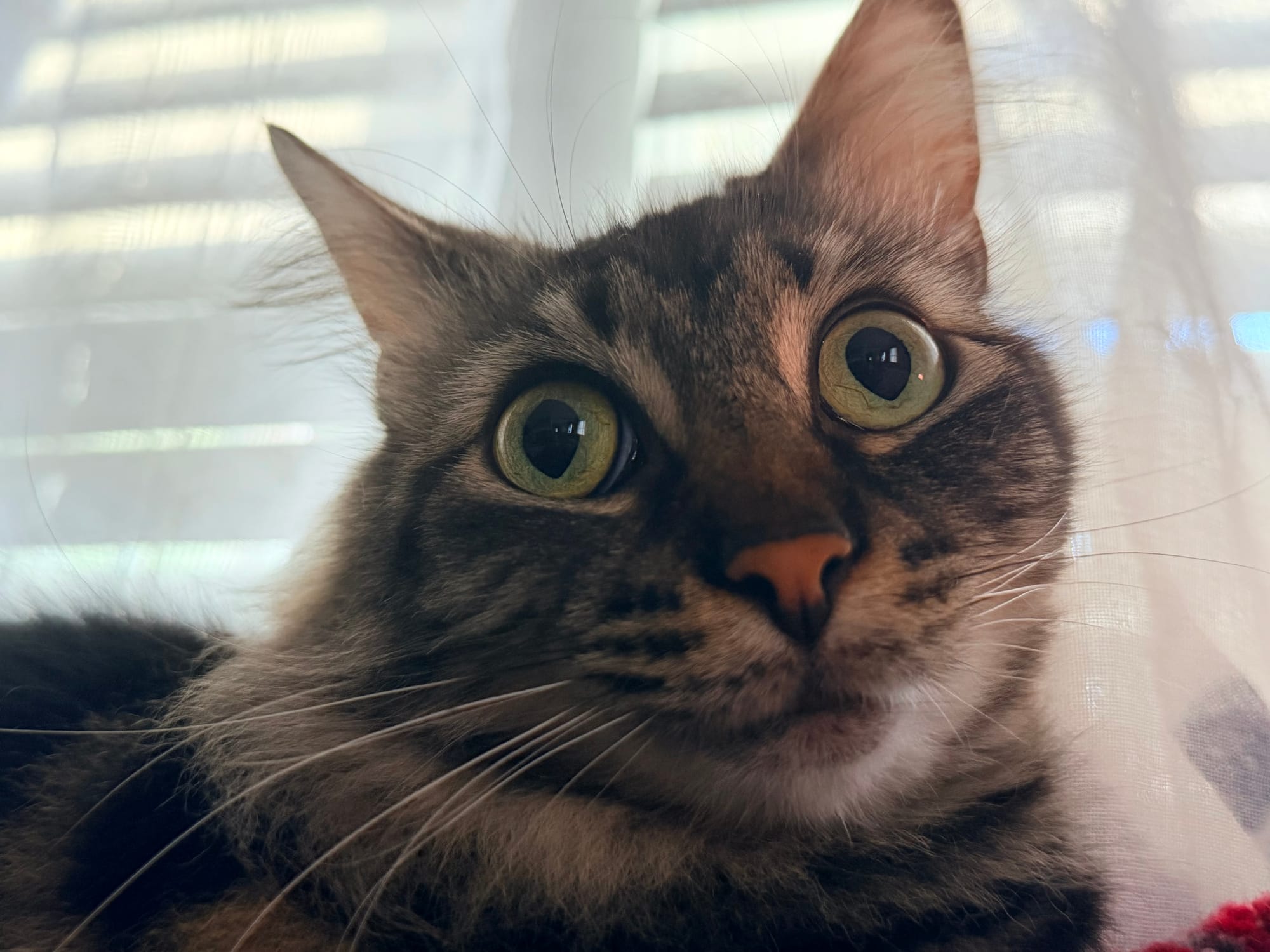 Marble is a brown and black patterned cat that resembles a Maine Coon, but smaller. It has an almost cross-eyed expression with big yellow-green eyes.